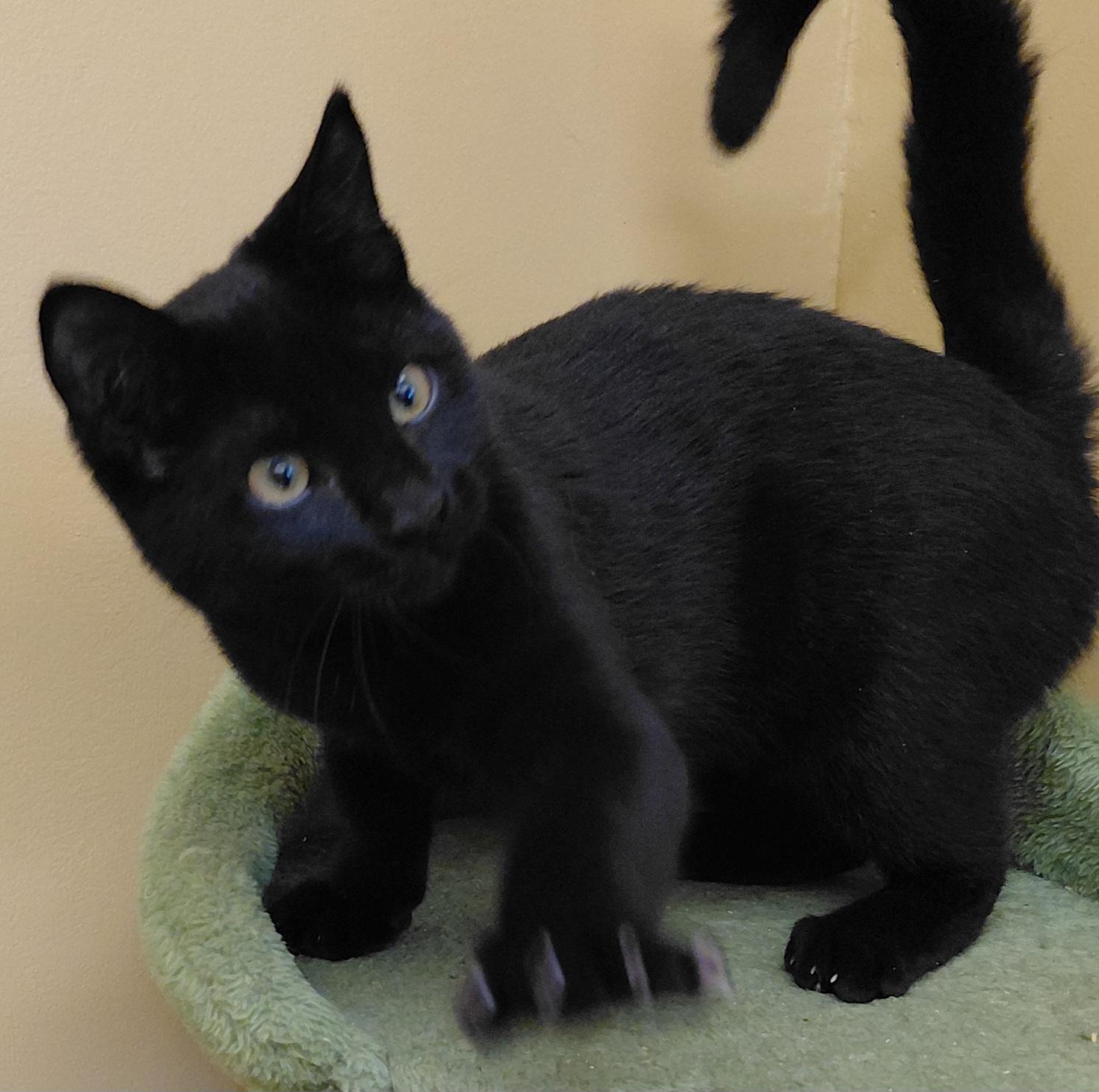Enlarge Twix, a Adoptable Domestic Short Hair in Eugene, OR image 4/5
