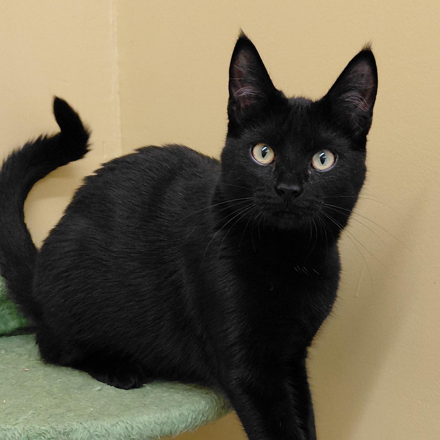 Enlarge Twix, a Adoptable Domestic Short Hair in Eugene, OR image 2/5