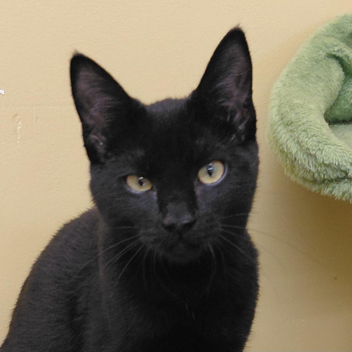 Twix, Adoptable, Kitten Female Domestic Short Hair.