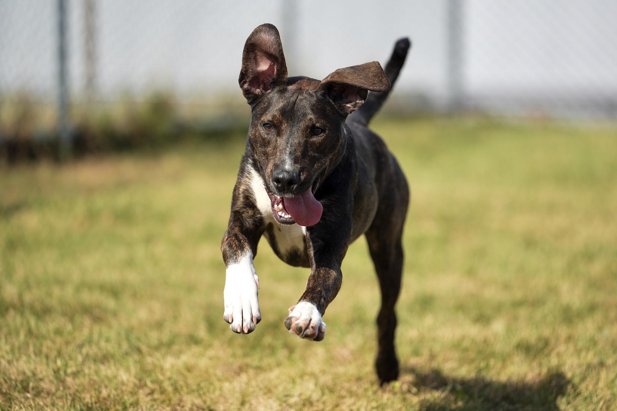 Enlarge Hamilton, a ADOPTABLE Mixed Breed in Davenport, IA image 2/5