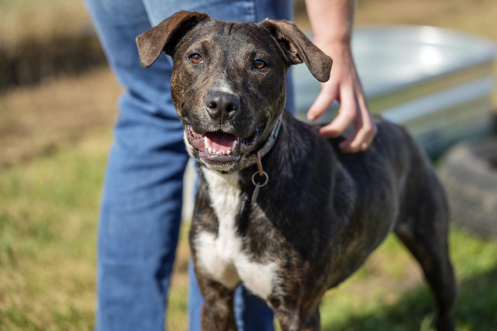 Enlarge Hamilton, a ADOPTABLE Mixed Breed in Davenport, IA image 3/5