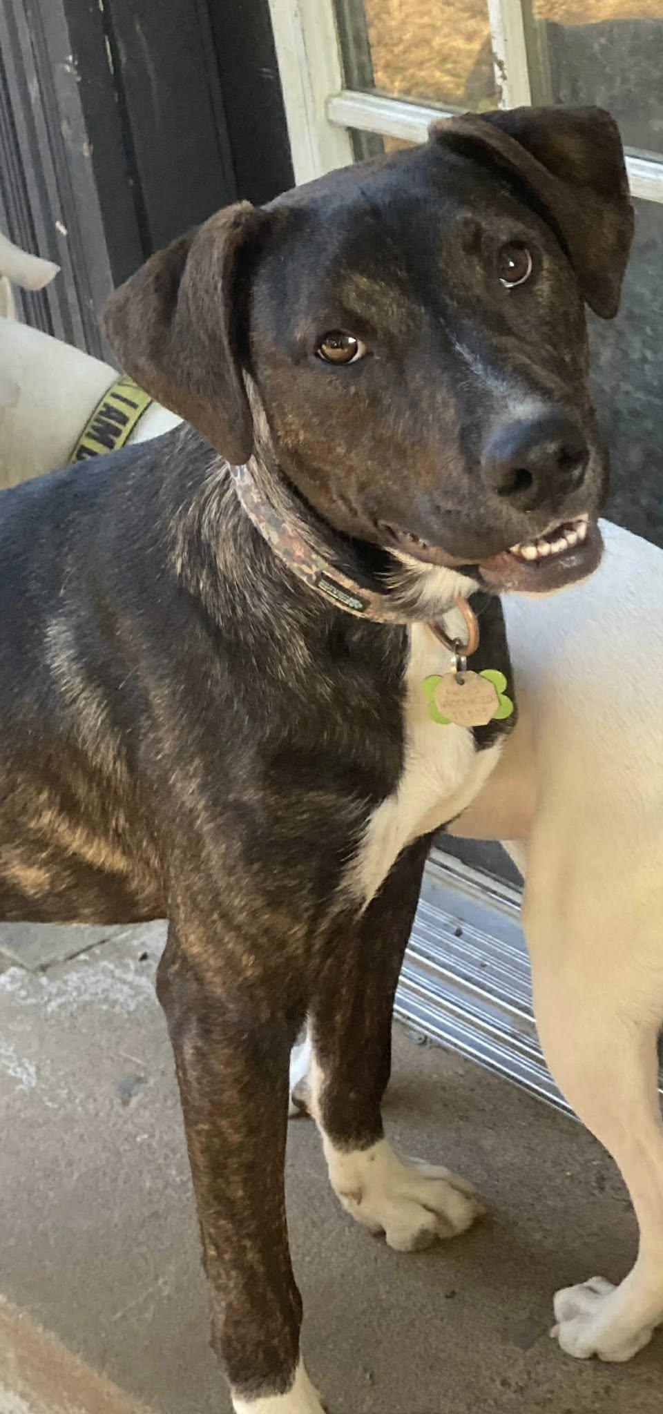 Enlarge Hamilton, a ADOPTABLE Mixed Breed in Davenport, IA image 4/5