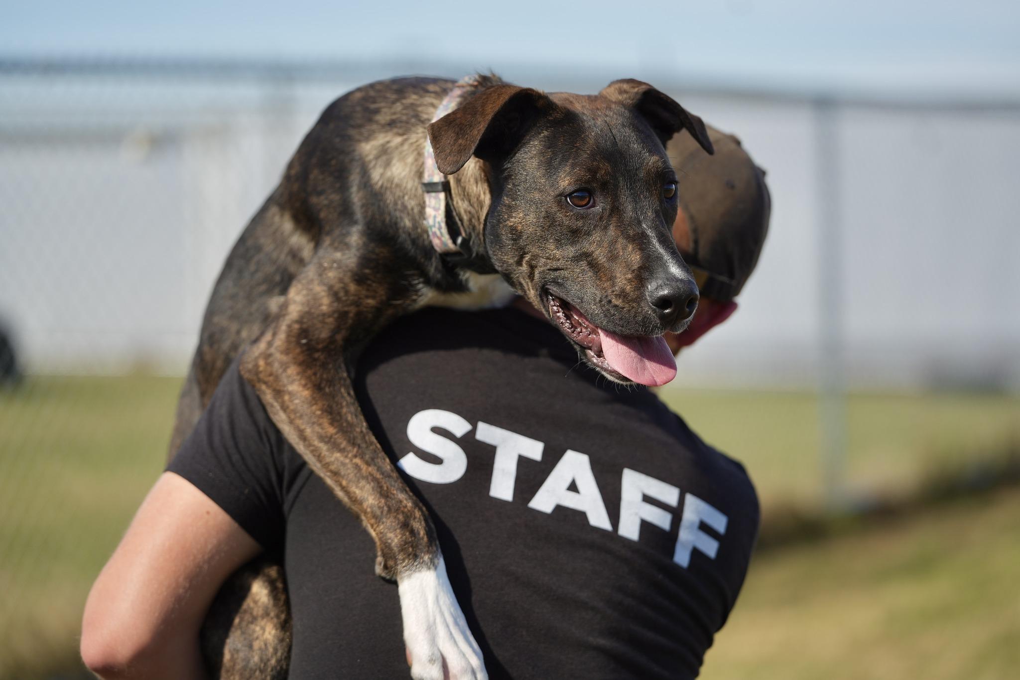 Hamilton, ADOPTABLE, Adult Male Mixed Breed.