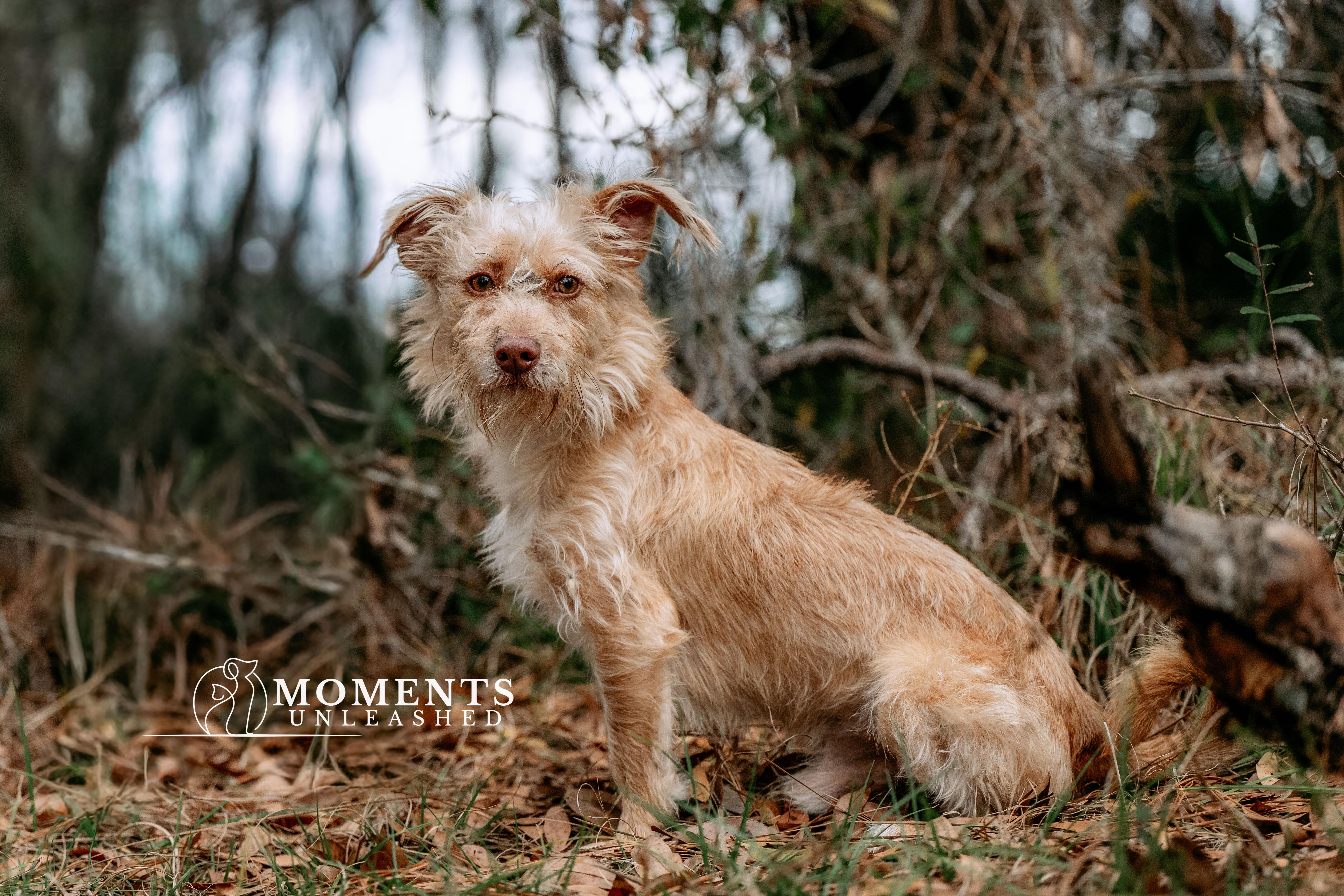 Enlarge Bram, a ADOPTABLE mixed breed in Myakka City, FL image 1/3