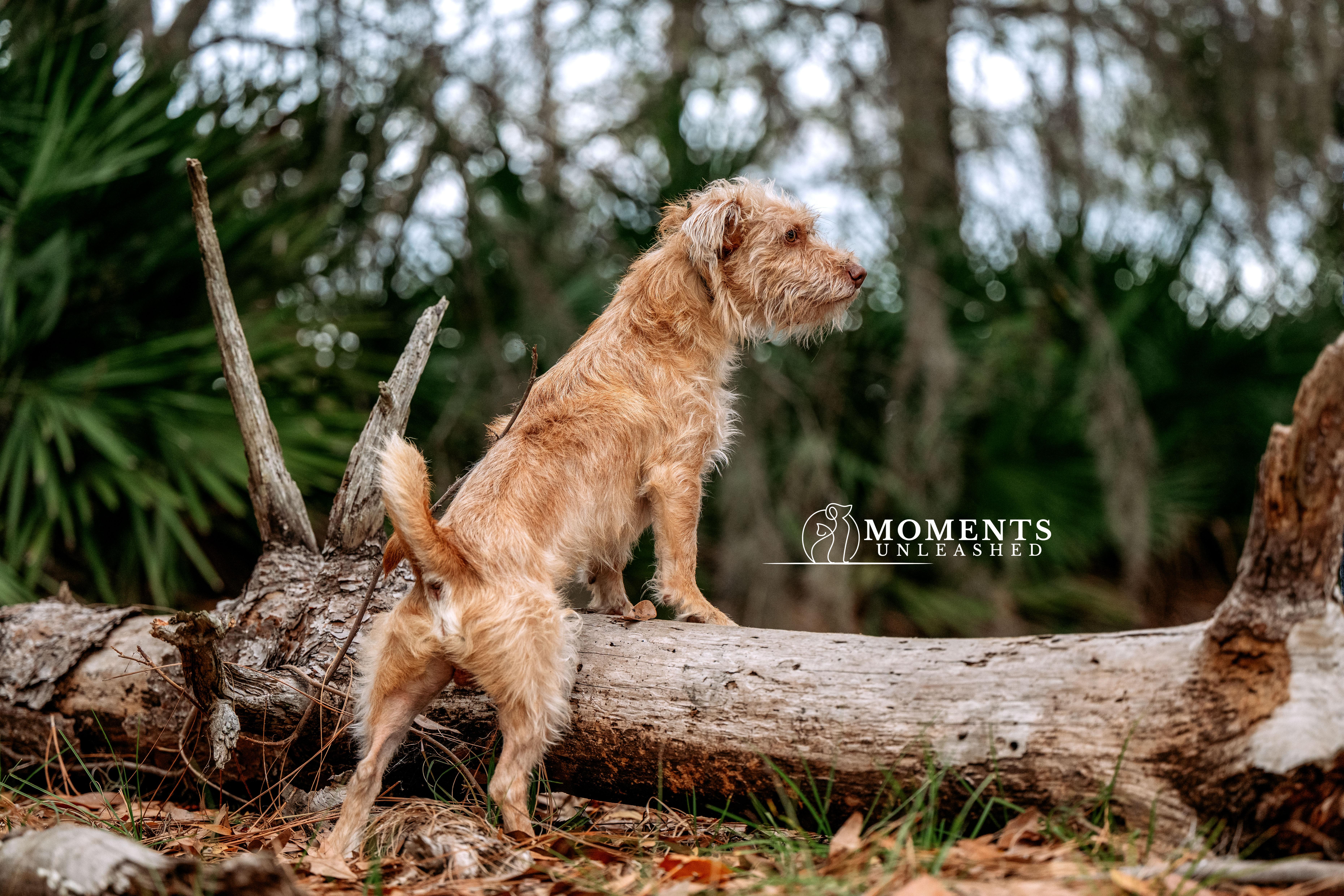 Enlarge Bram, a ADOPTABLE mixed breed in Myakka City, FL image 3/3