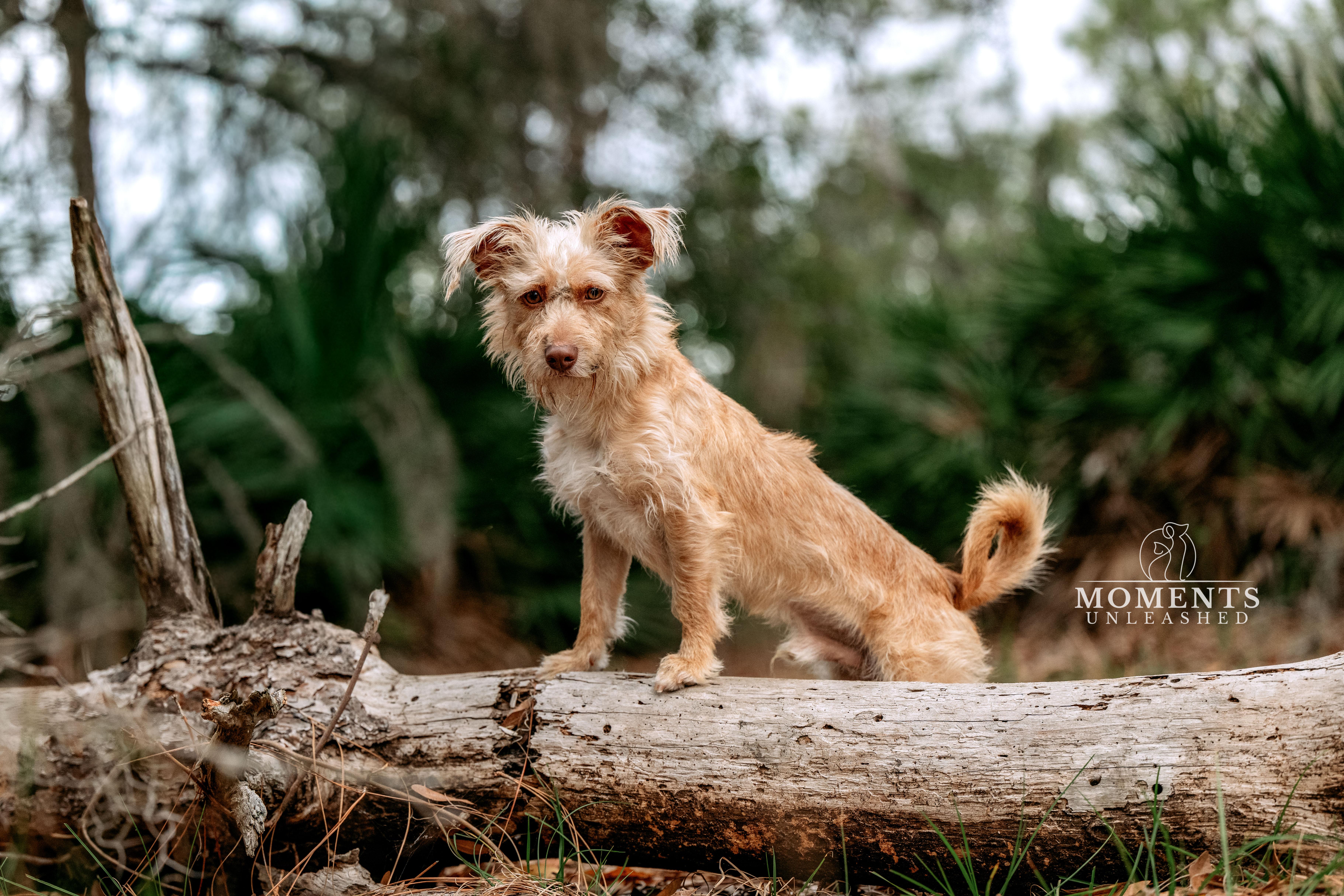 Enlarge Bram, a ADOPTABLE mixed breed in Myakka City, FL image 2/3