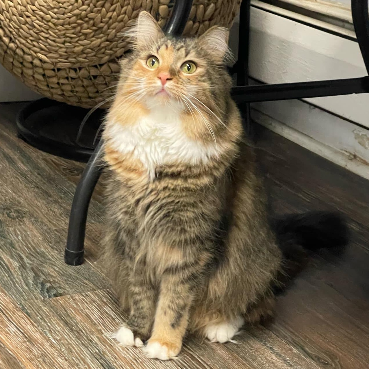 Hazel