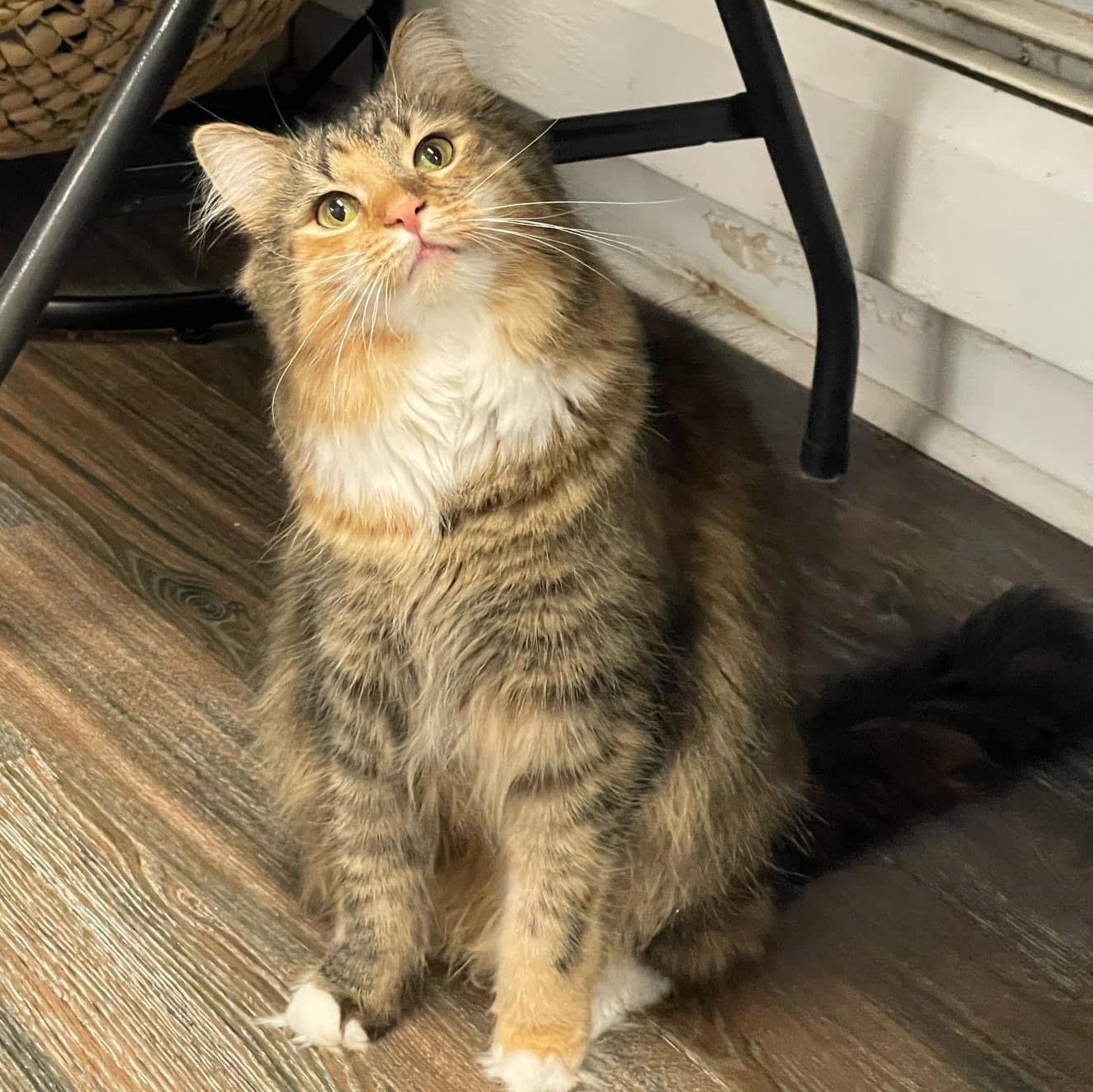 Hazel
