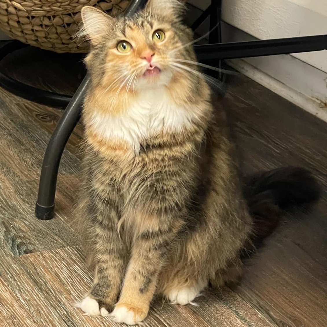 Hazel