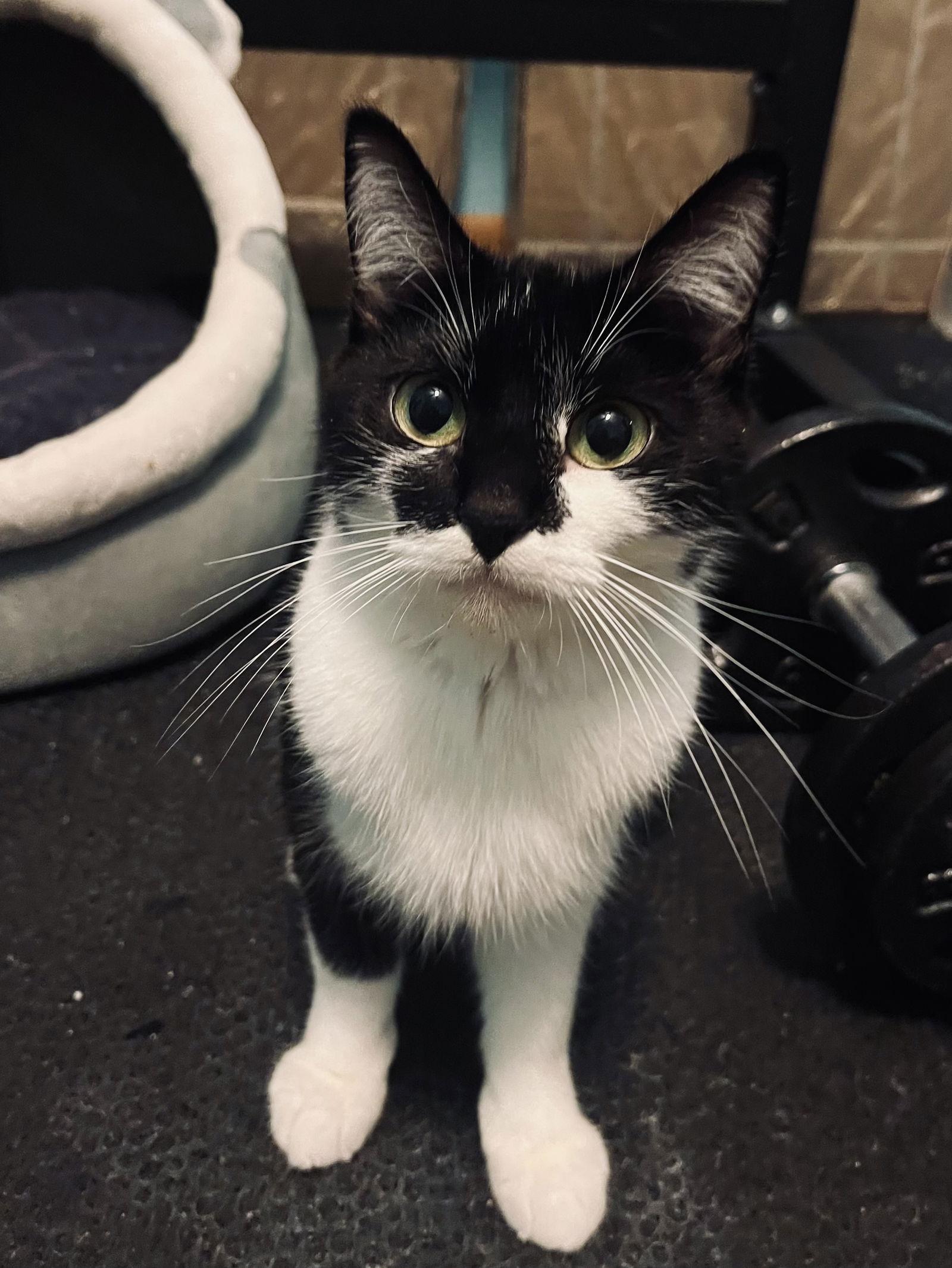 Zoey, Adoptable, Young Female Domestic Short Hair.