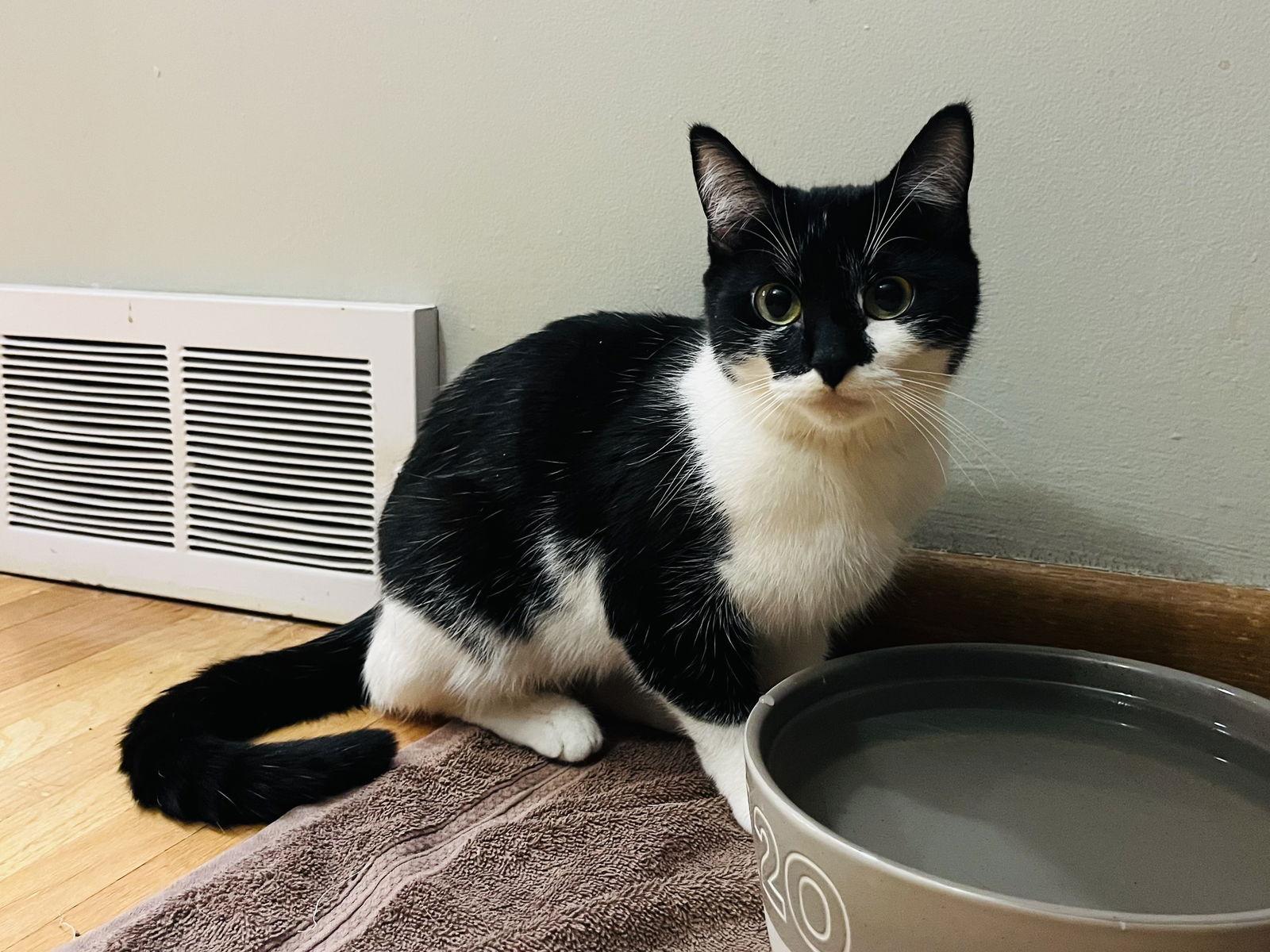 Enlarge Zoey, a Adoptable Domestic Short Hair in Crystal, MN image 2/3