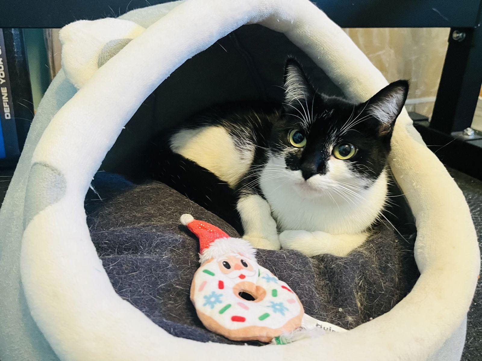 Enlarge Zoey, a Adoptable Domestic Short Hair in Crystal, MN image 3/3