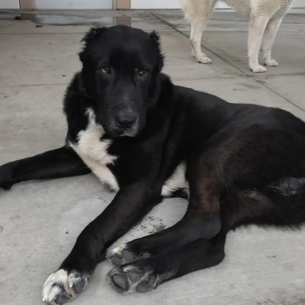 Enlarge Black Knight, a ADOPTABLE mixed breed in Lafayette, CA image 2/2