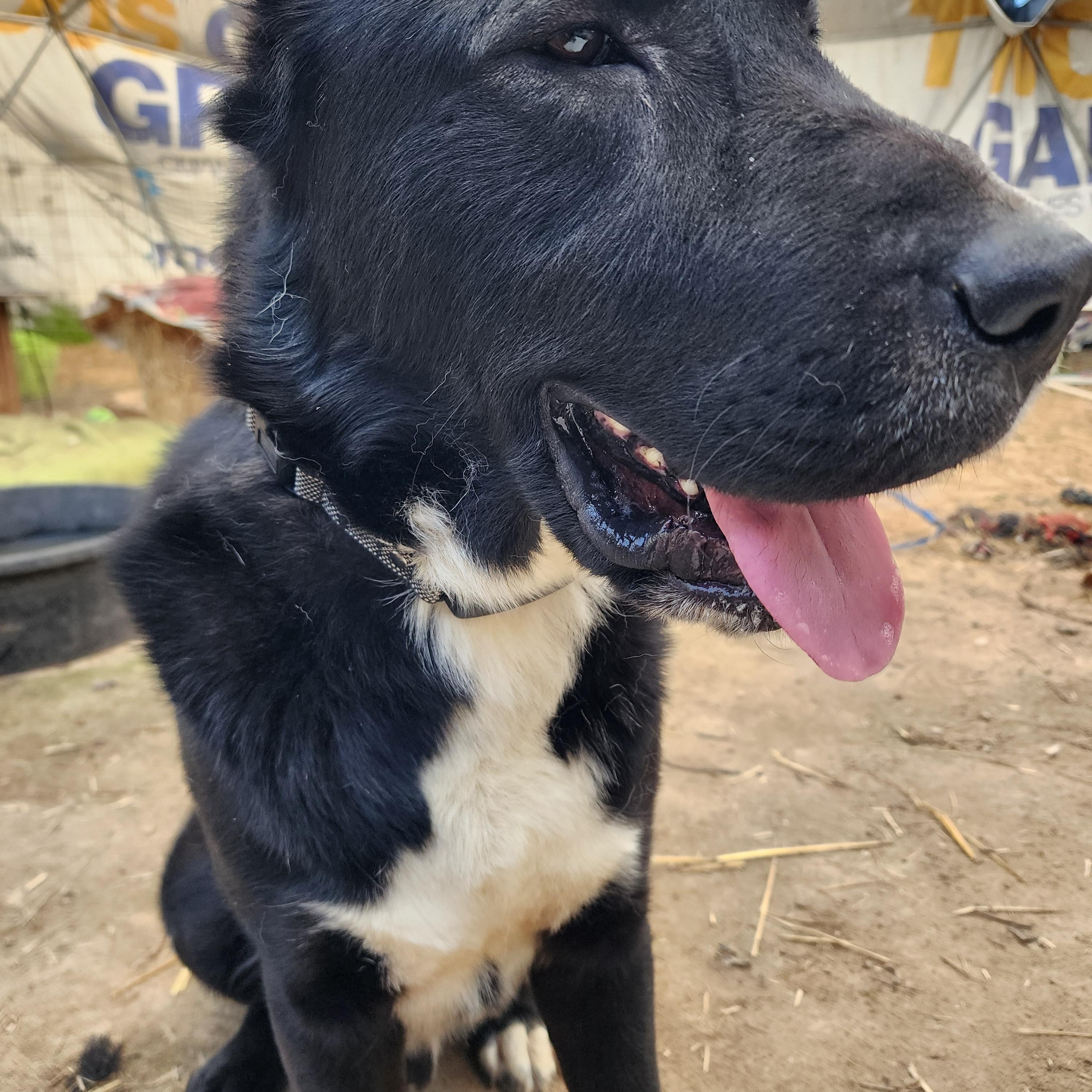 Enlarge Black Knight, a ADOPTABLE mixed breed in Lafayette, CA image 1/2