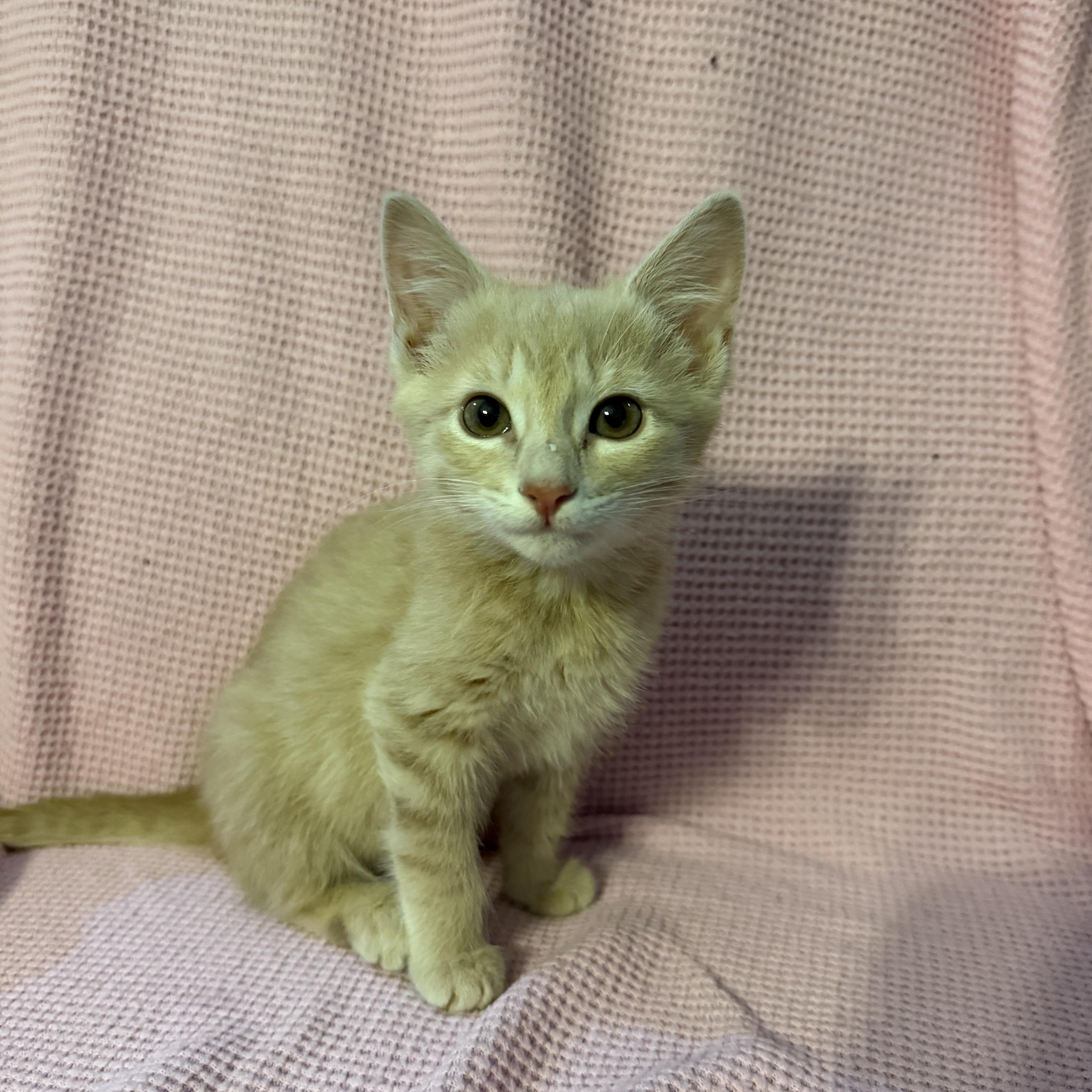 Enlarge Willow, an adopted Domestic Medium Hair in Oklahoma City, OK image 1/1