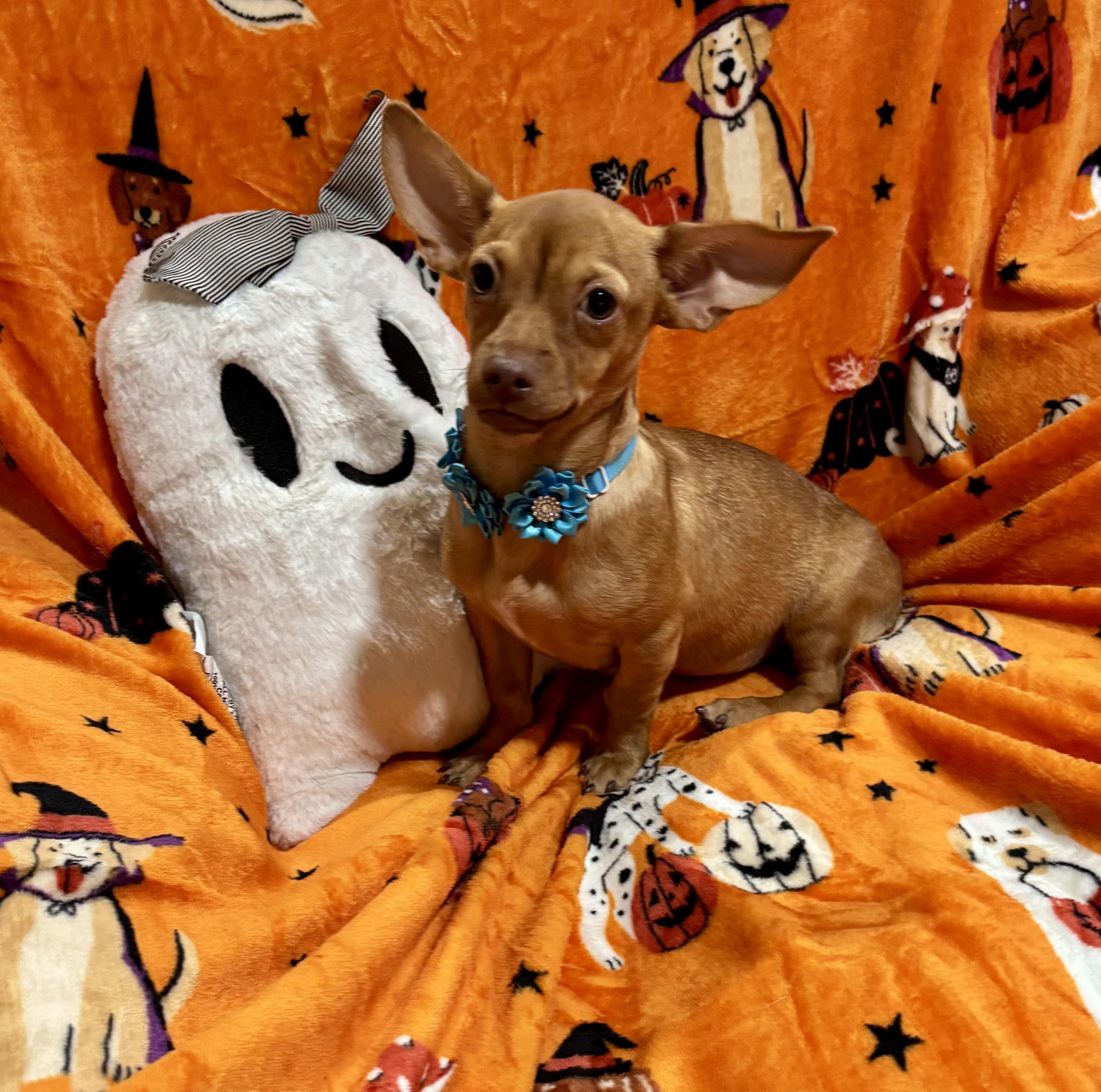 Enlarge Lucy, a Adoptable mixed breed in Foster, OR image 5/6