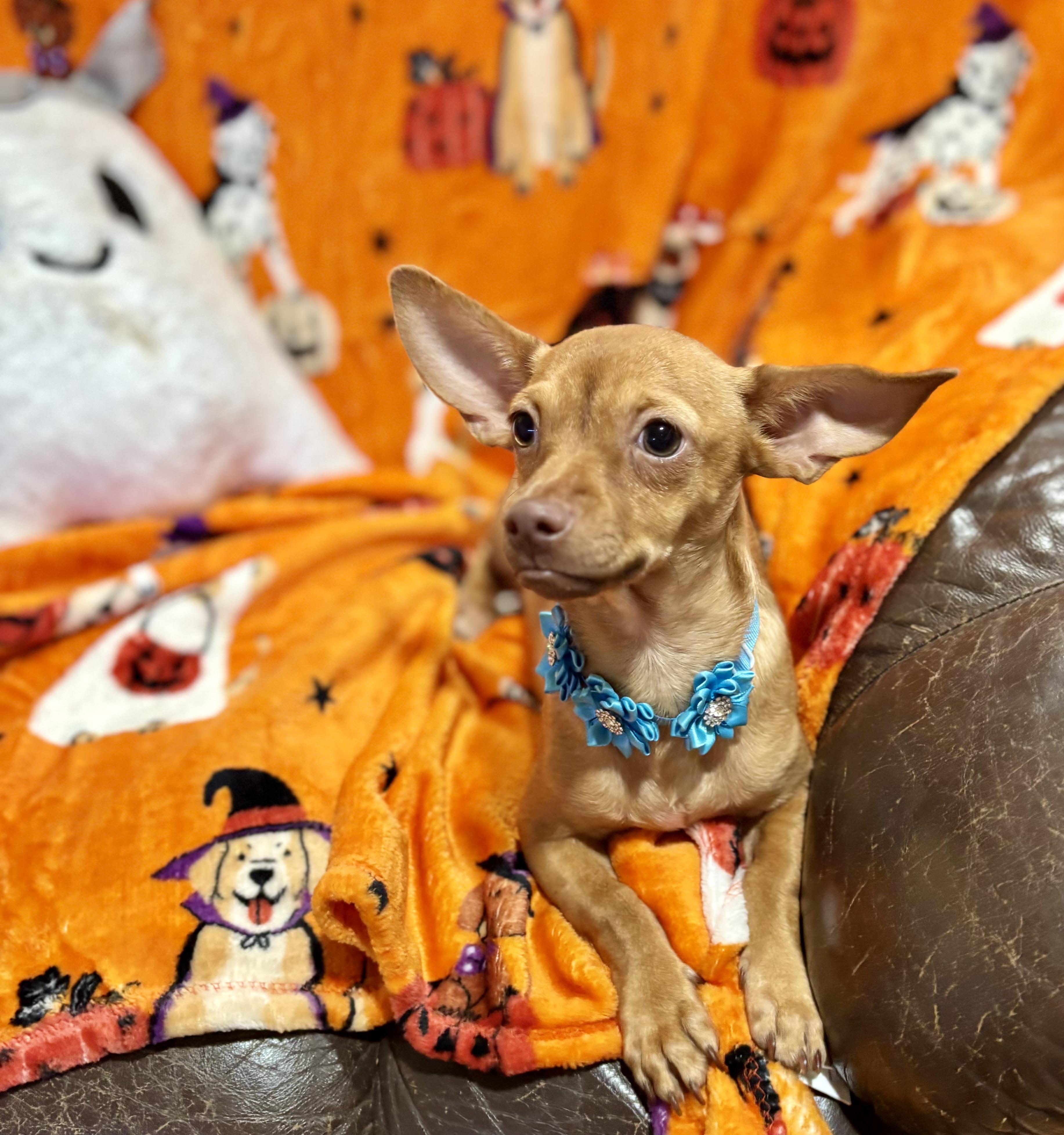 Enlarge Lucy, a Adoptable mixed breed in Foster, OR image 4/6