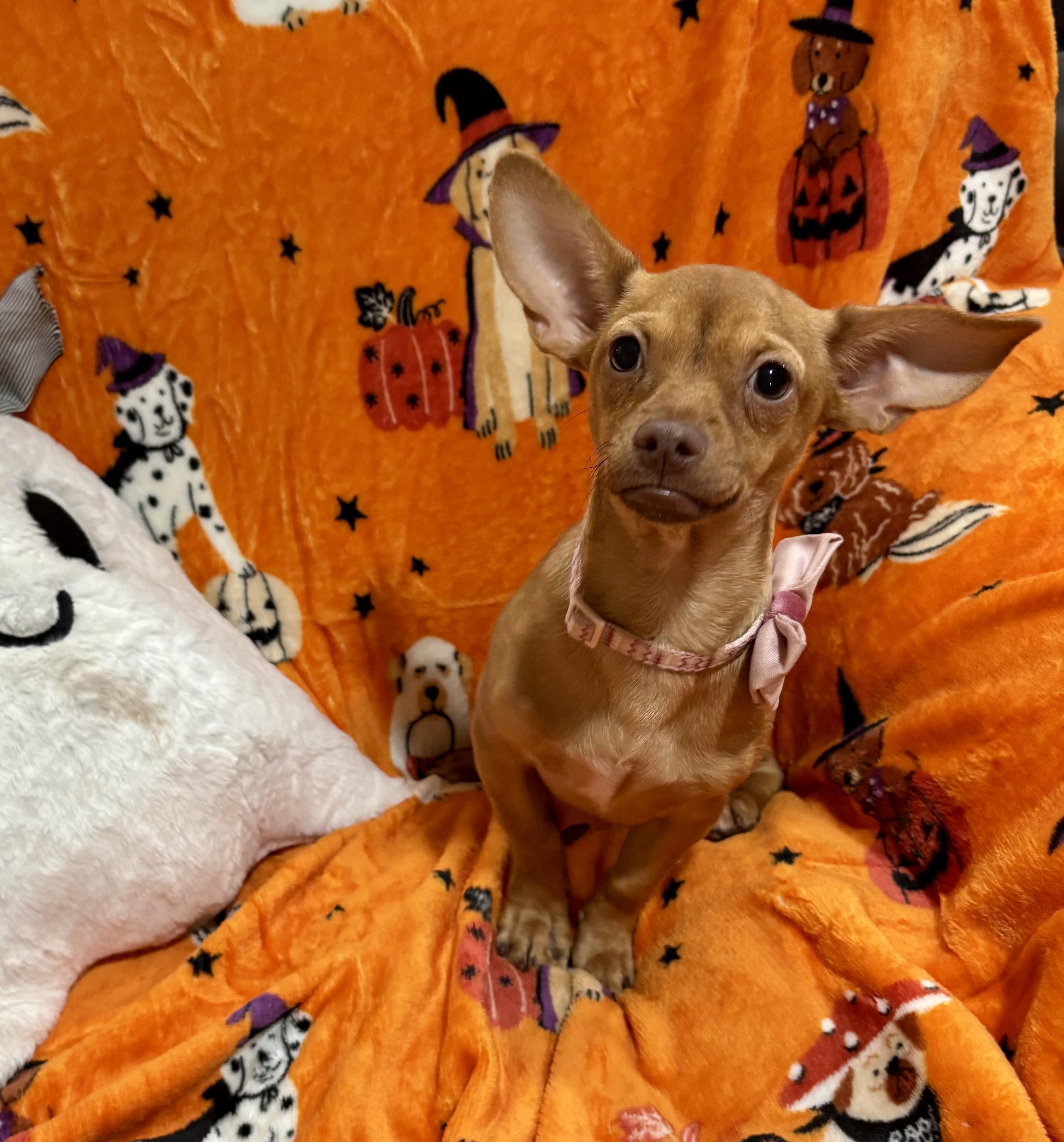 Enlarge Lucy, a Adoptable mixed breed in Foster, OR image 2/6