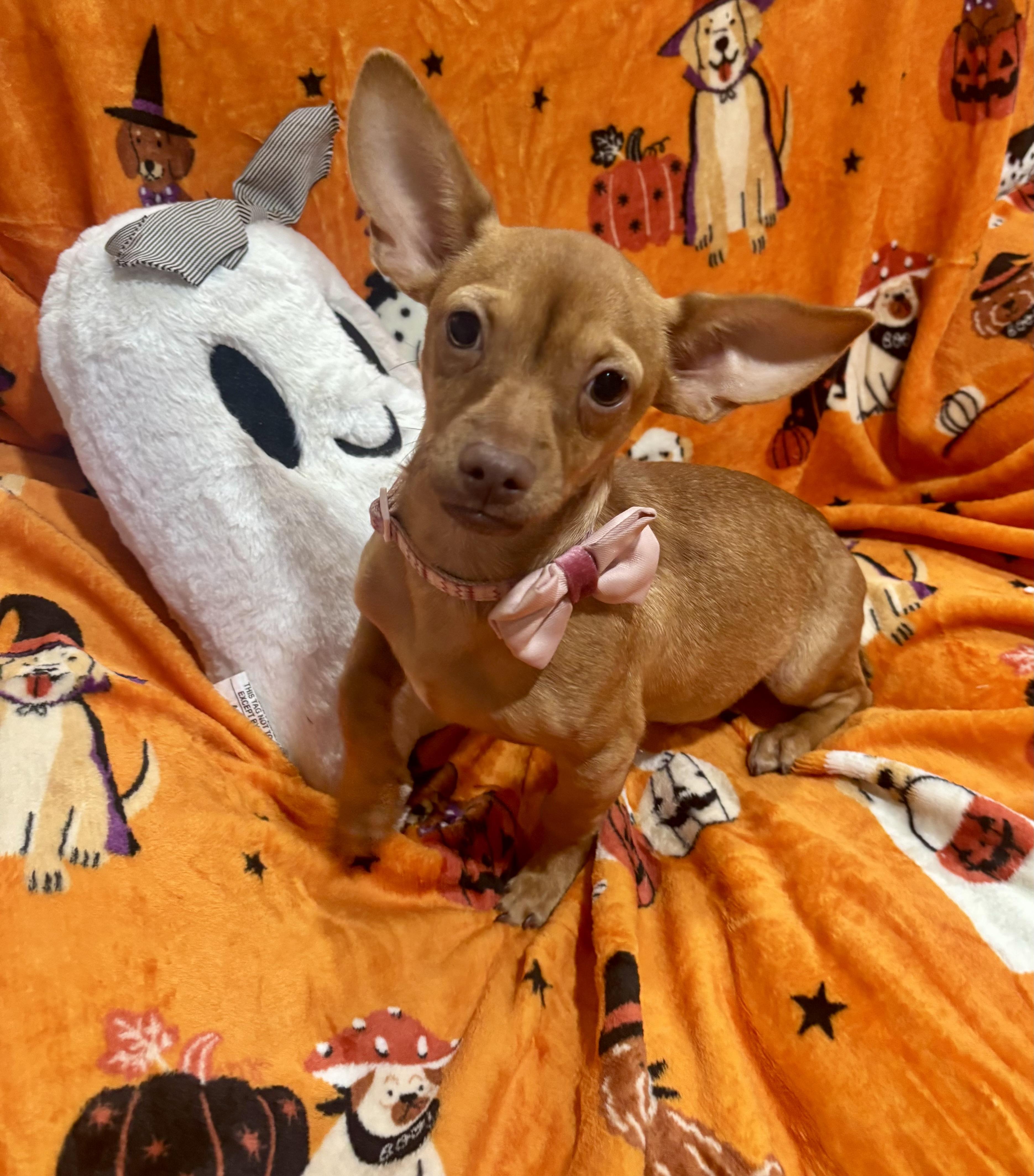 Enlarge Lucy, a Adoptable mixed breed in Foster, OR image 1/6