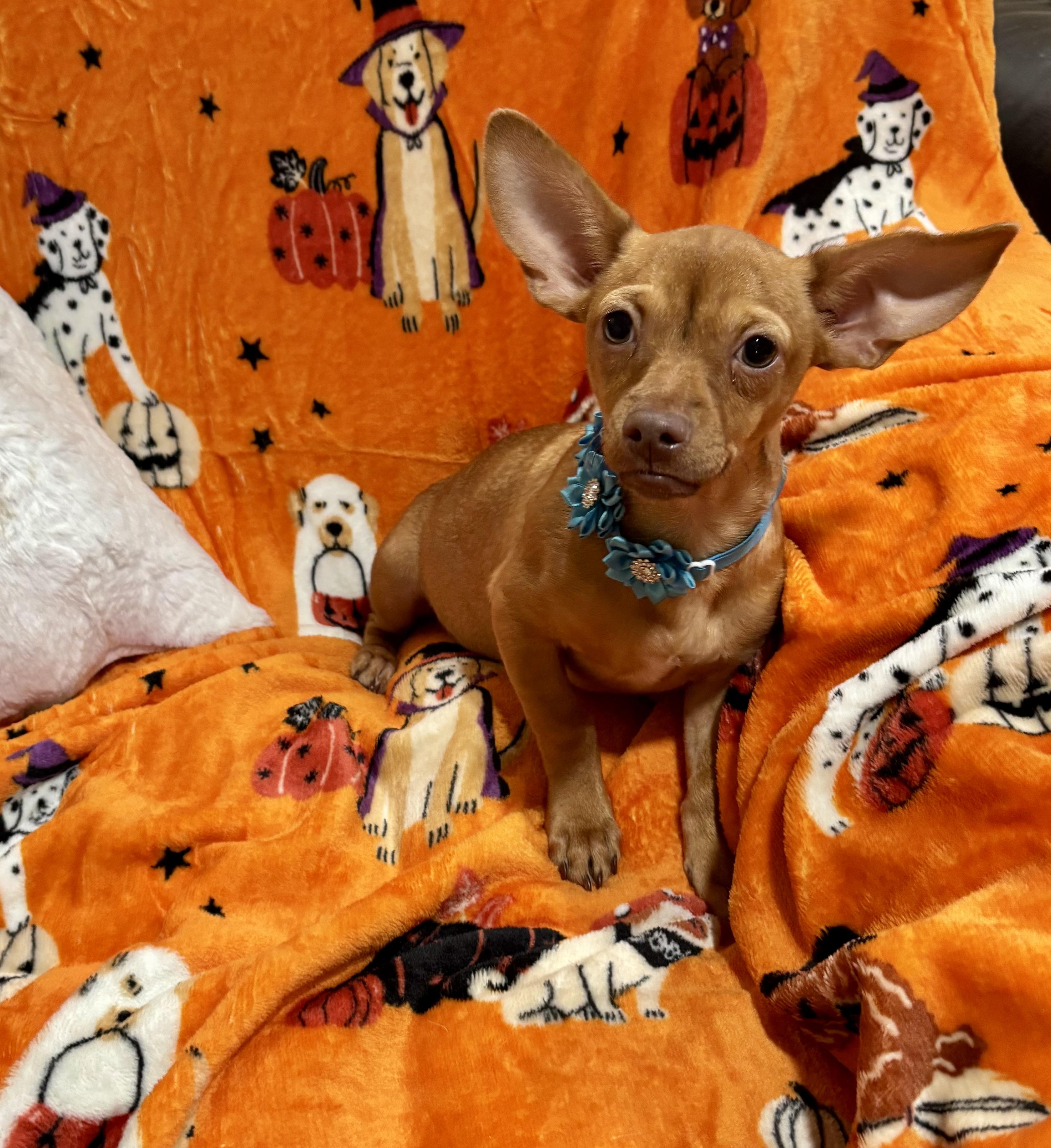 Enlarge Lucy, a Adoptable mixed breed in Foster, OR image 3/6