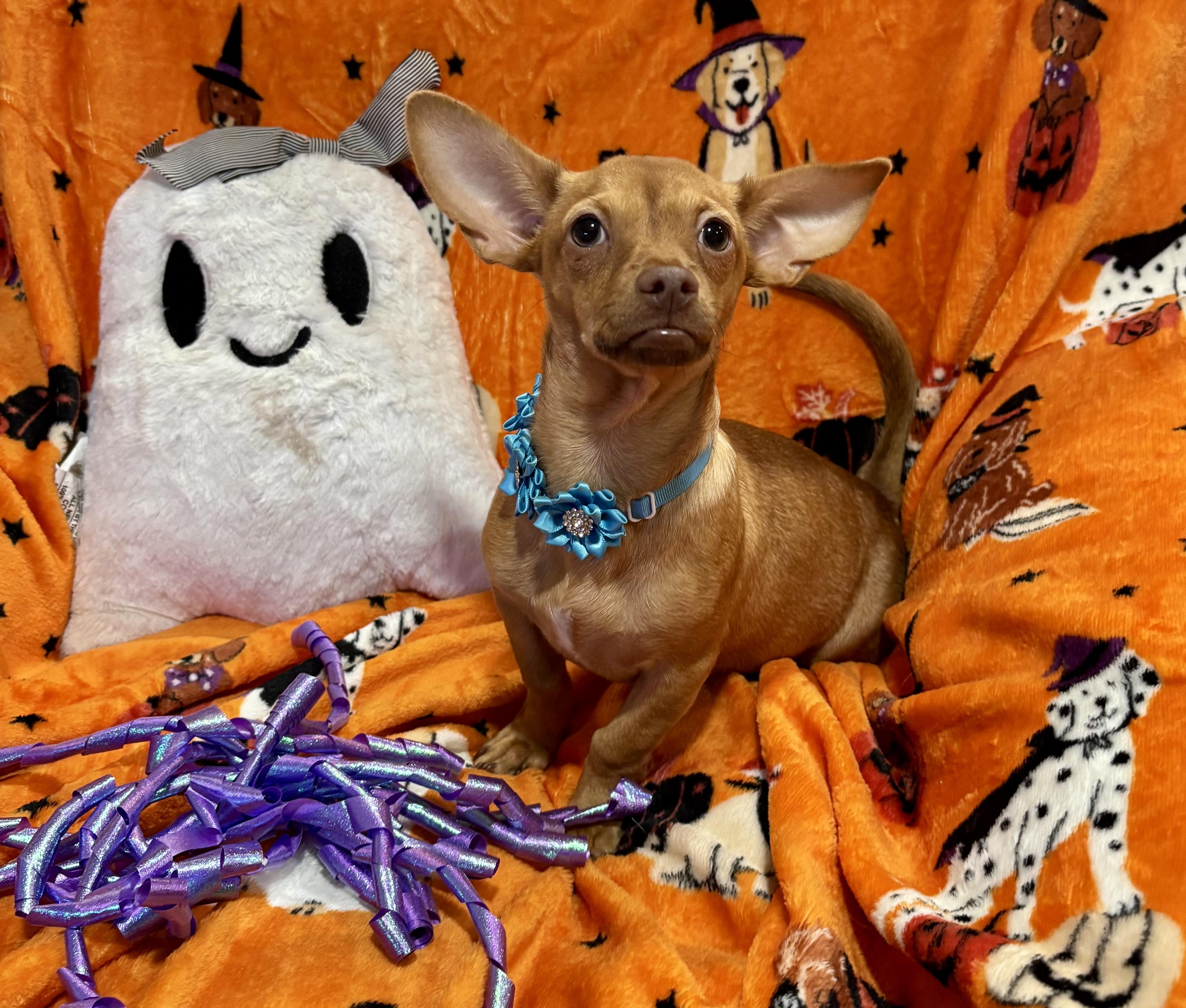 Enlarge Lucy, a Adoptable mixed breed in Foster, OR image 6/6