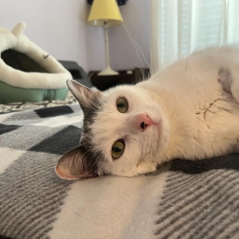 Sam, Adoptable, Senior Female Domestic Short Hair.
