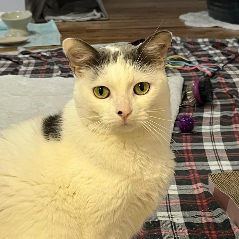 Enlarge Sam, a Adoptable Domestic Short Hair in Murray, UT image 3/3