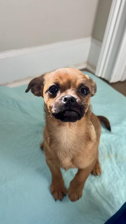 Paisley, Adoptable, Young Female Dachshund & Pug.