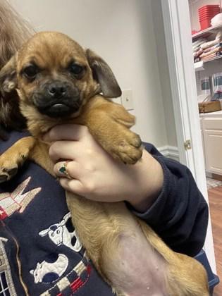 Paisley, Adoptable, Young Female Pug & Mixed Breed.