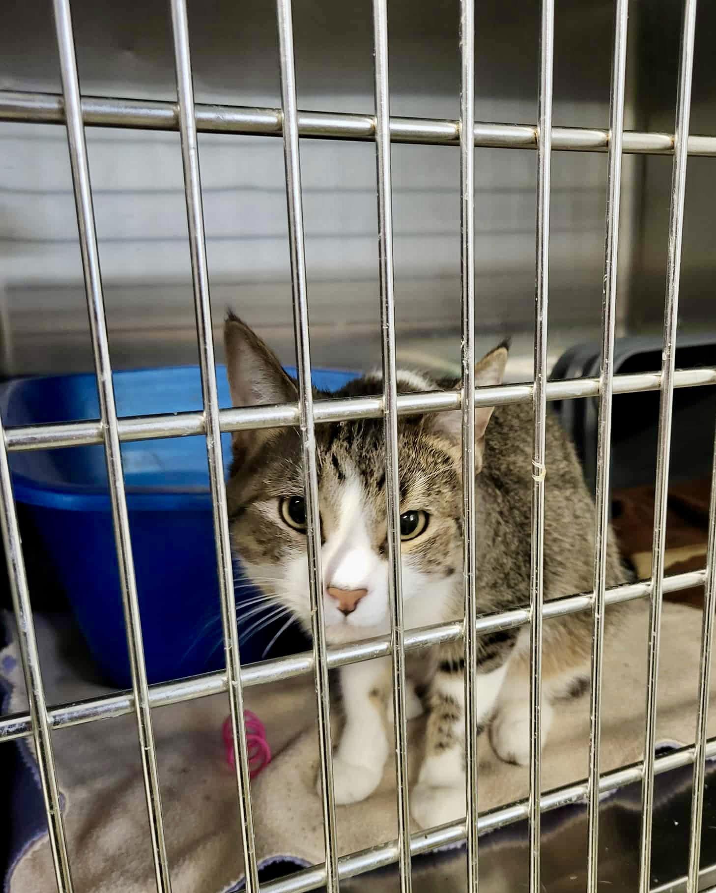 Enlarge Kipper, a Adoptable Domestic Short Hair in Detroit Lakes, MN image 1/3