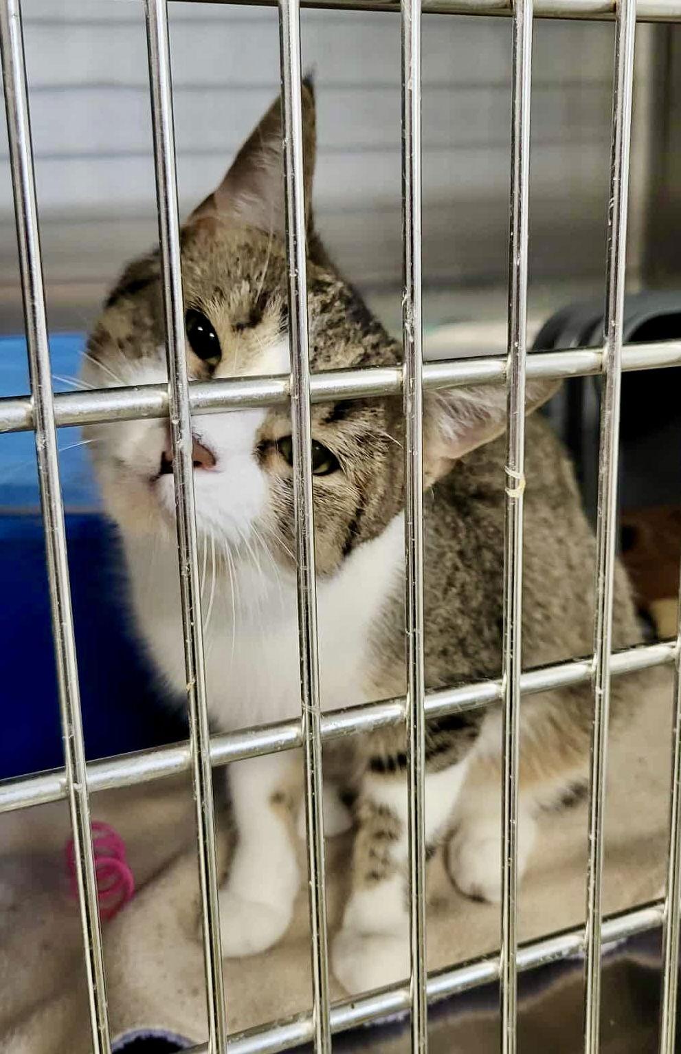 Enlarge Kipper, a Adoptable Domestic Short Hair in Detroit Lakes, MN image 2/3