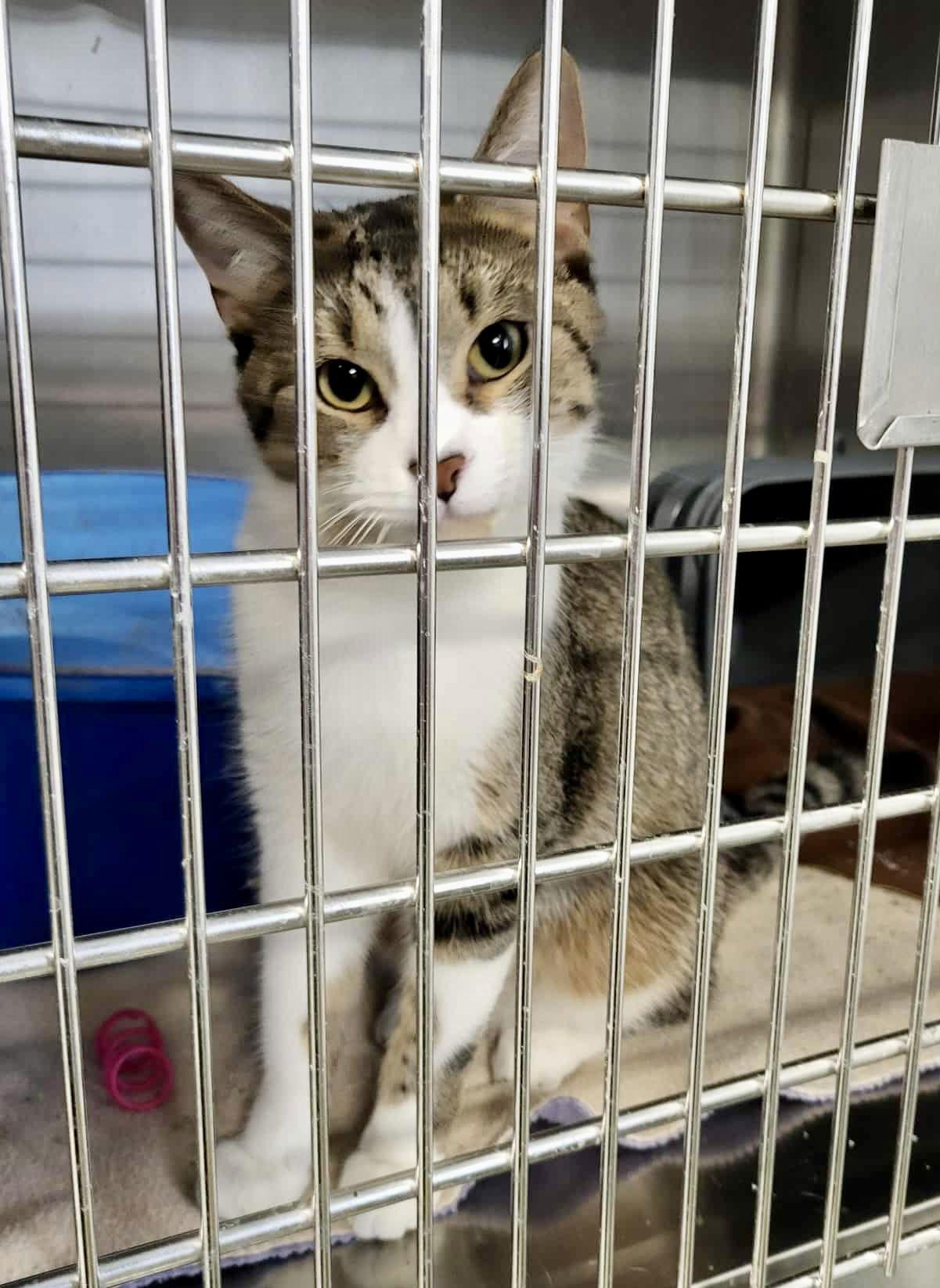 Enlarge Kipper, a Adoptable Domestic Short Hair in Detroit Lakes, MN image 3/3