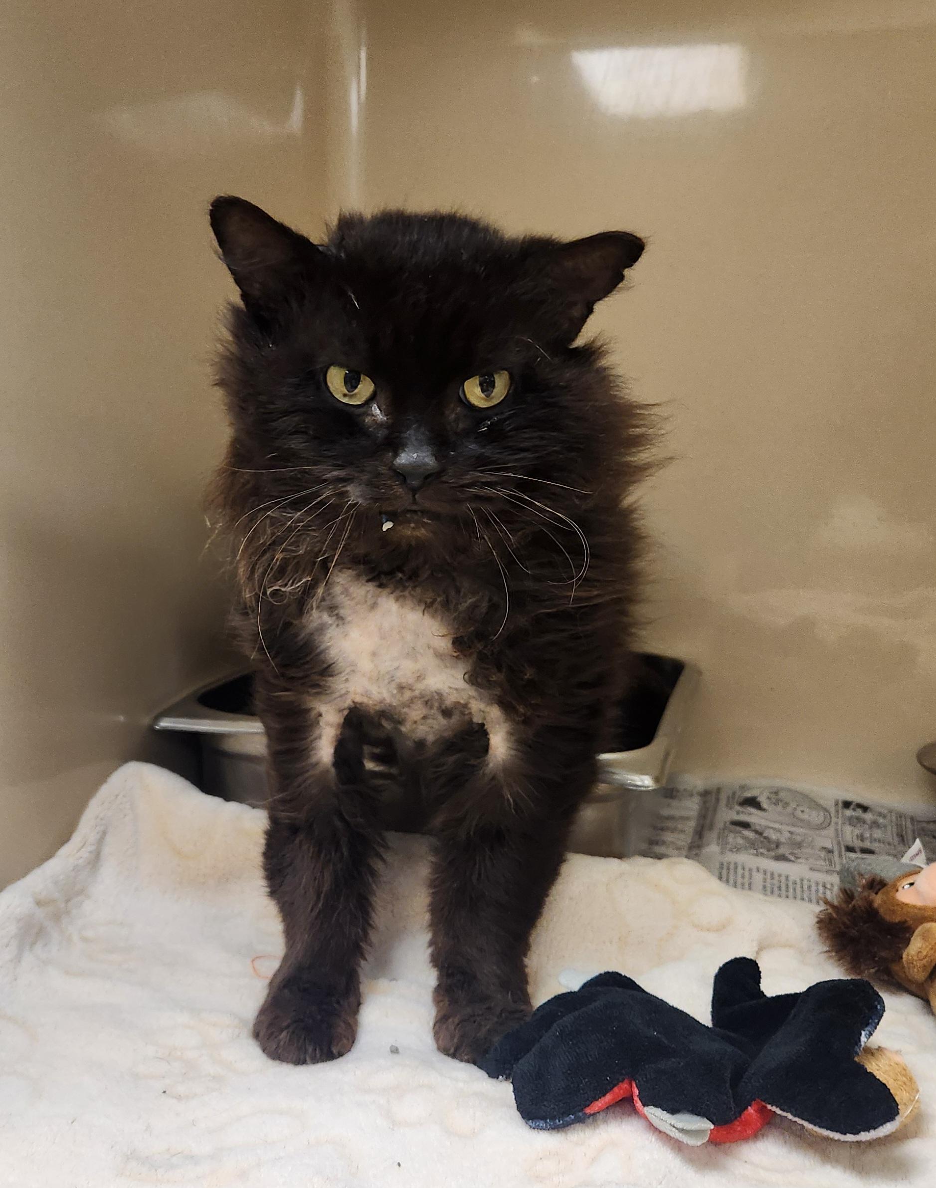 Enlarge Grizzly, an adopted Domestic Long Hair in Clayton, NJ image 1/1