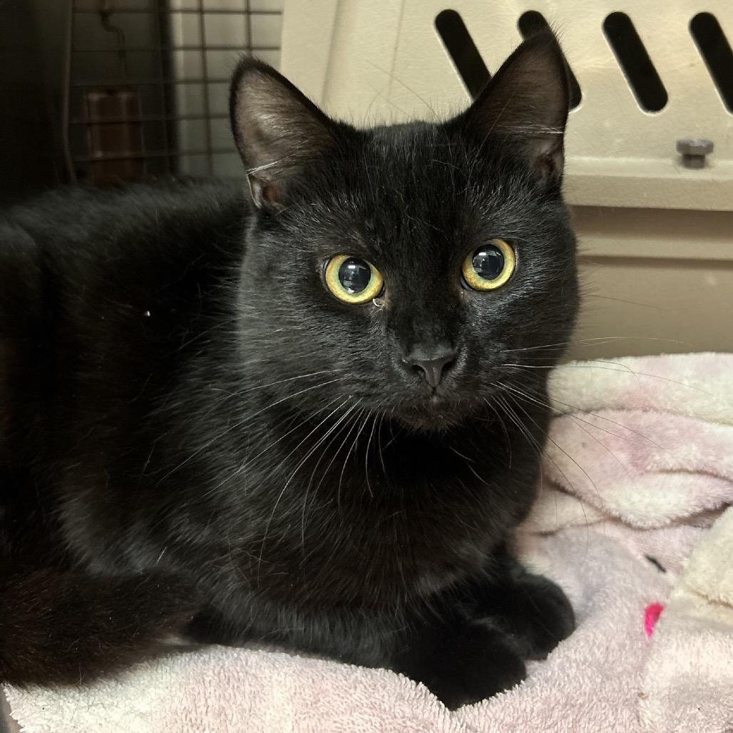 Quincy, Adoptable, Adult Male Domestic Short Hair.