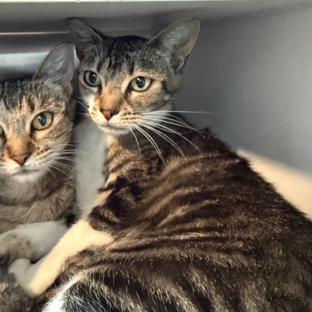 Penelope, Adoptable, Young Female Domestic Short Hair.