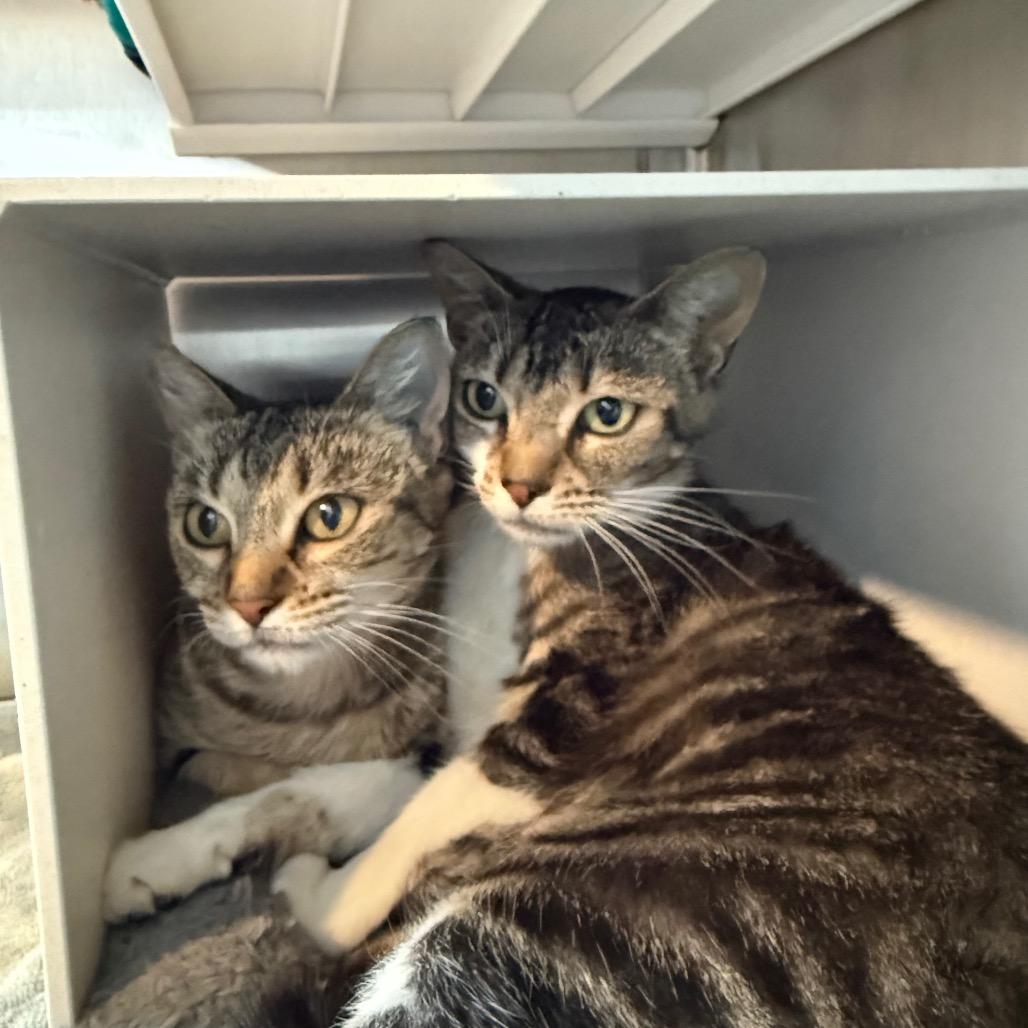 Penelope, a Adoptable Domestic Short Hair in Cedaredge, CO image 2/3