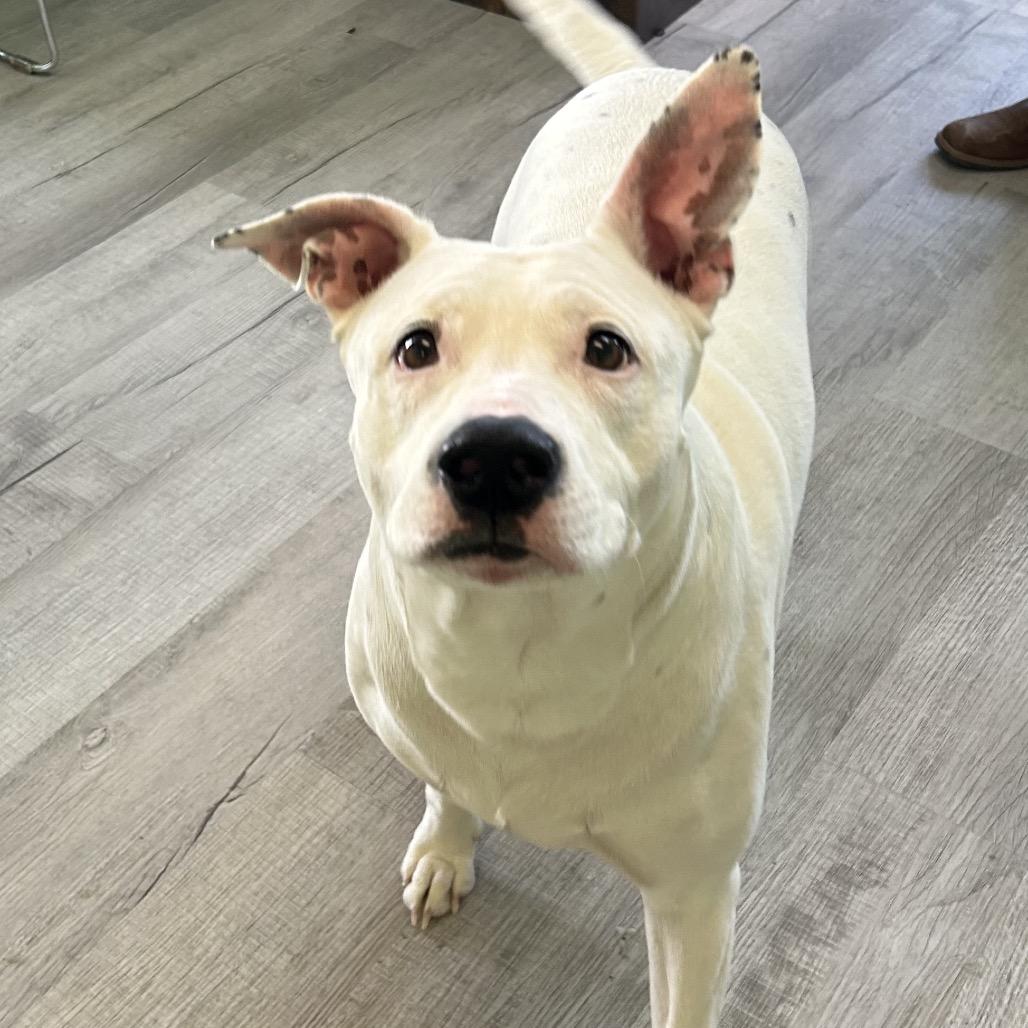 Sally, Adoptable, Adult Female Pit Bull Terrier & Mixed Breed.