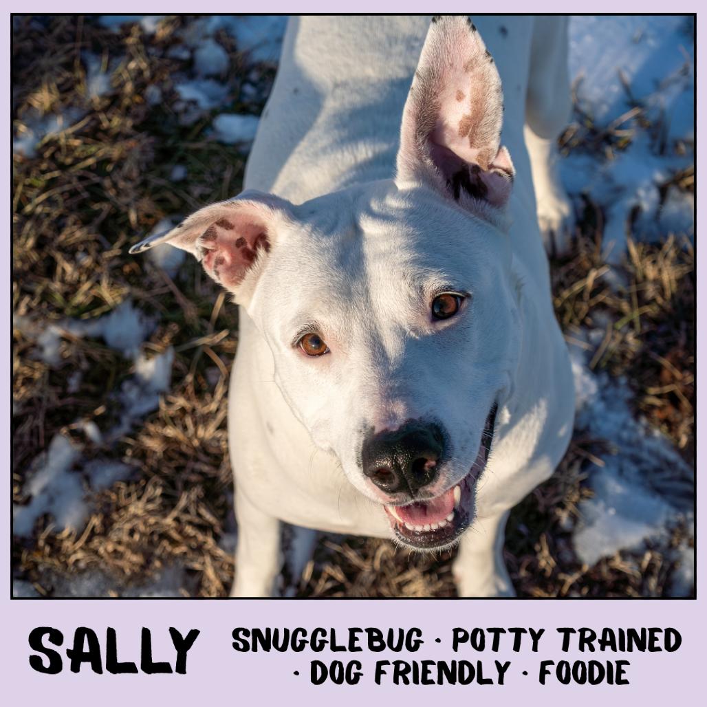 Sally, Adoptable, Adult Female Pit Bull Terrier & Mixed Breed.