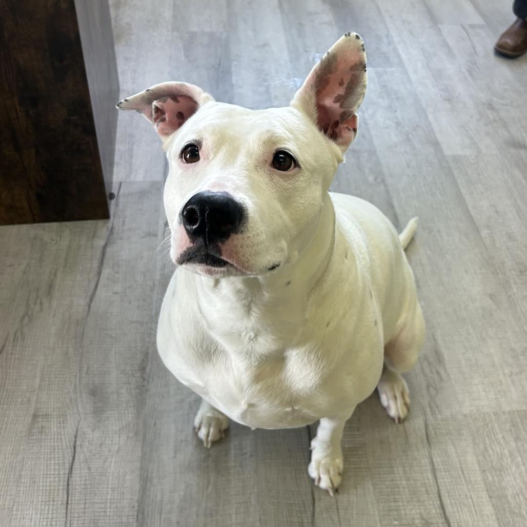 Enlarge Sally, a Adoptable mixed breed in Emporia, KS image 2/6