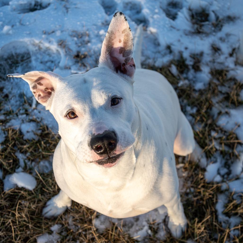 Enlarge Sally, a Adoptable mixed breed in Emporia, KS image 4/6