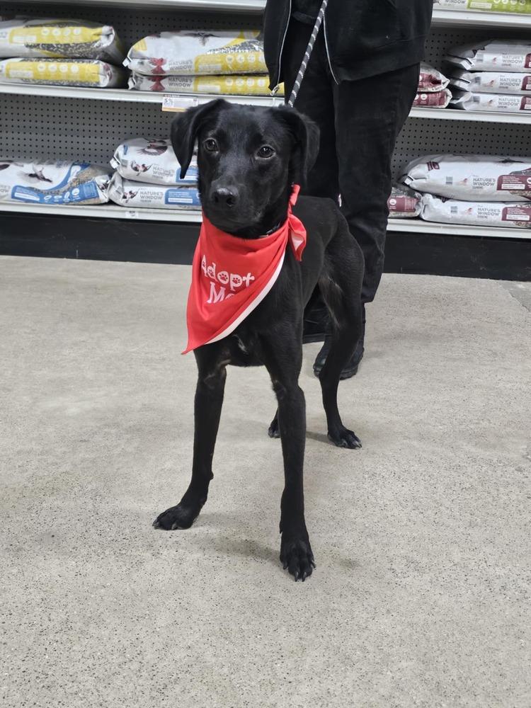 Drumstick, Adoptable, Young Male Rat Terrier & Labrador Retriever.