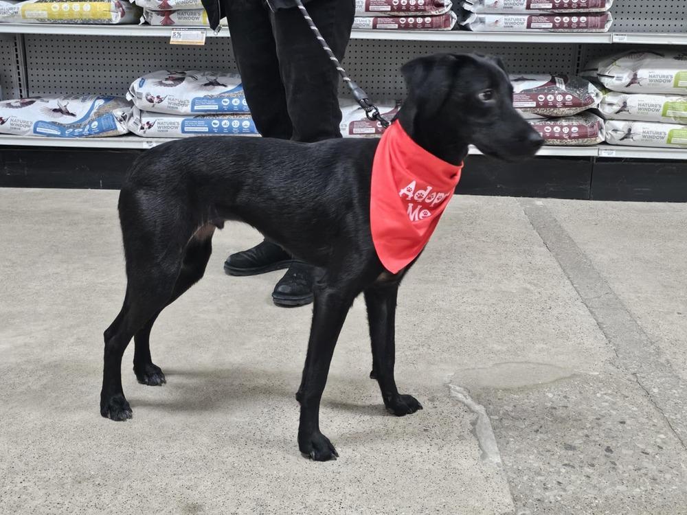 Drumstick, a Adoptable mixed breed in Waterloo, IN image 3/3