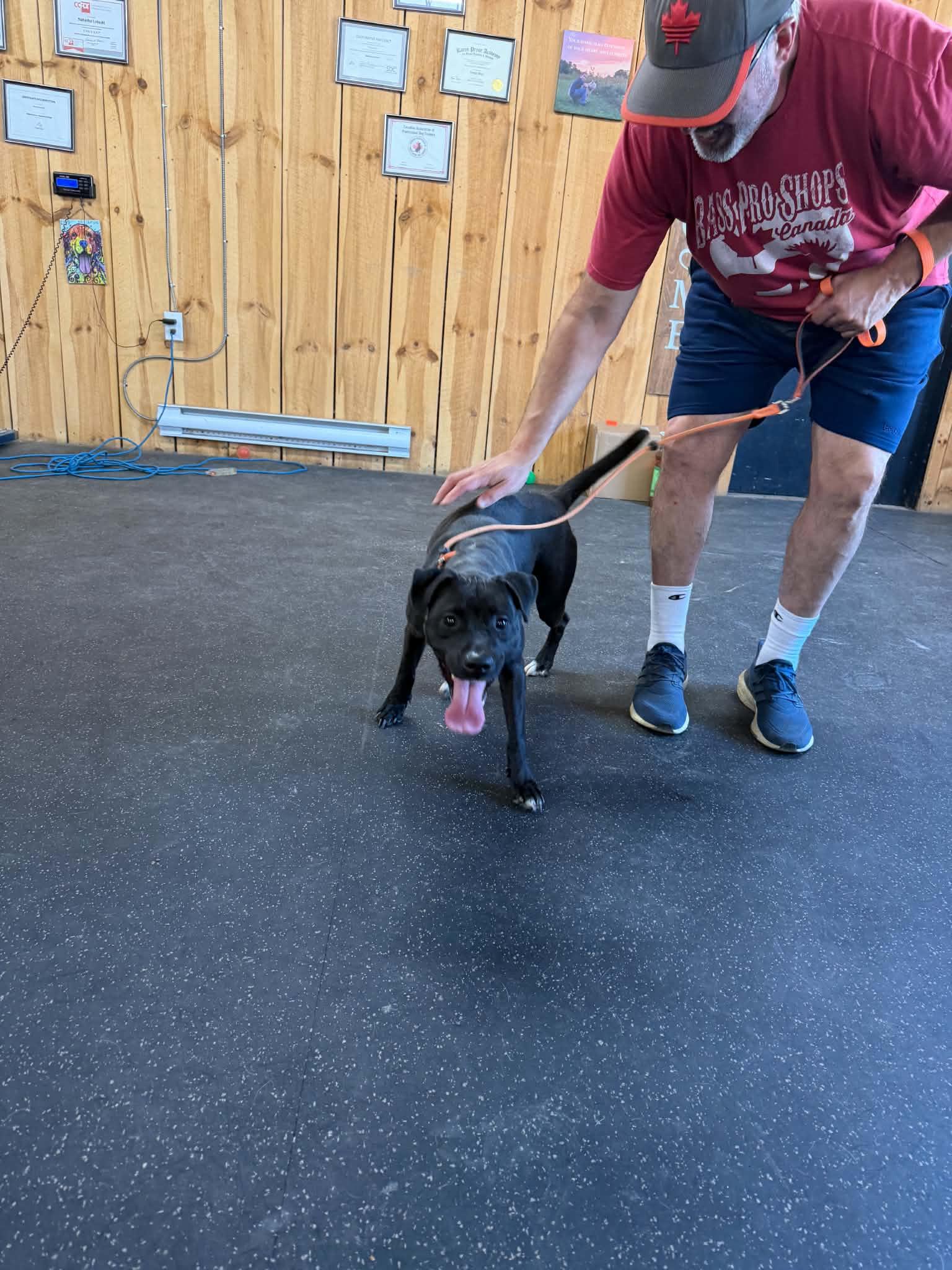 Enlarge Jules, a ADOPTABLE mixed breed in Lisle, ON image 4/4