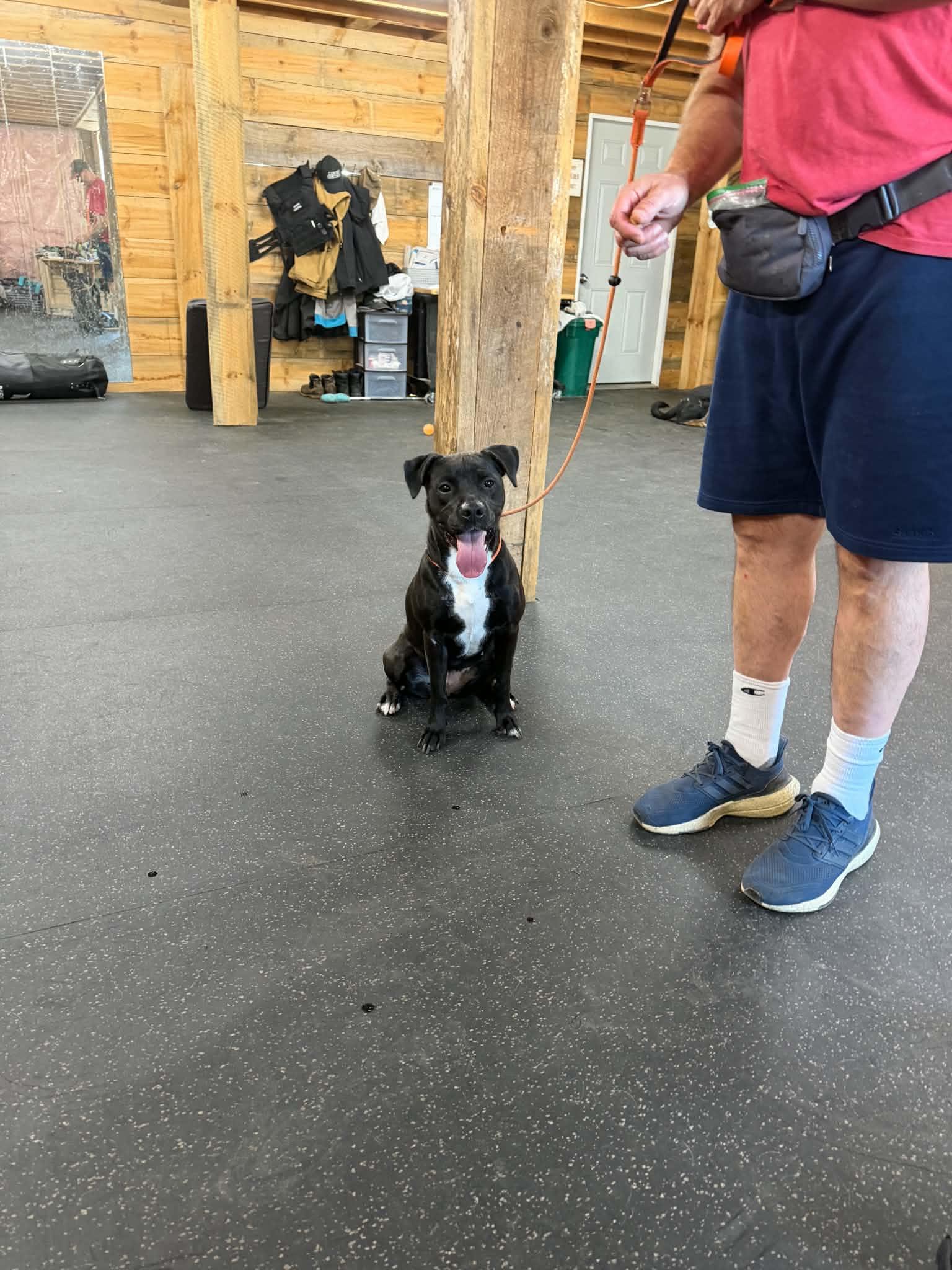 Enlarge Jules, a ADOPTABLE mixed breed in Lisle, ON image 1/4
