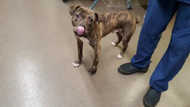 JONAGOLD, Adoptable, Young Male Pit Bull Terrier & Mixed Breed.