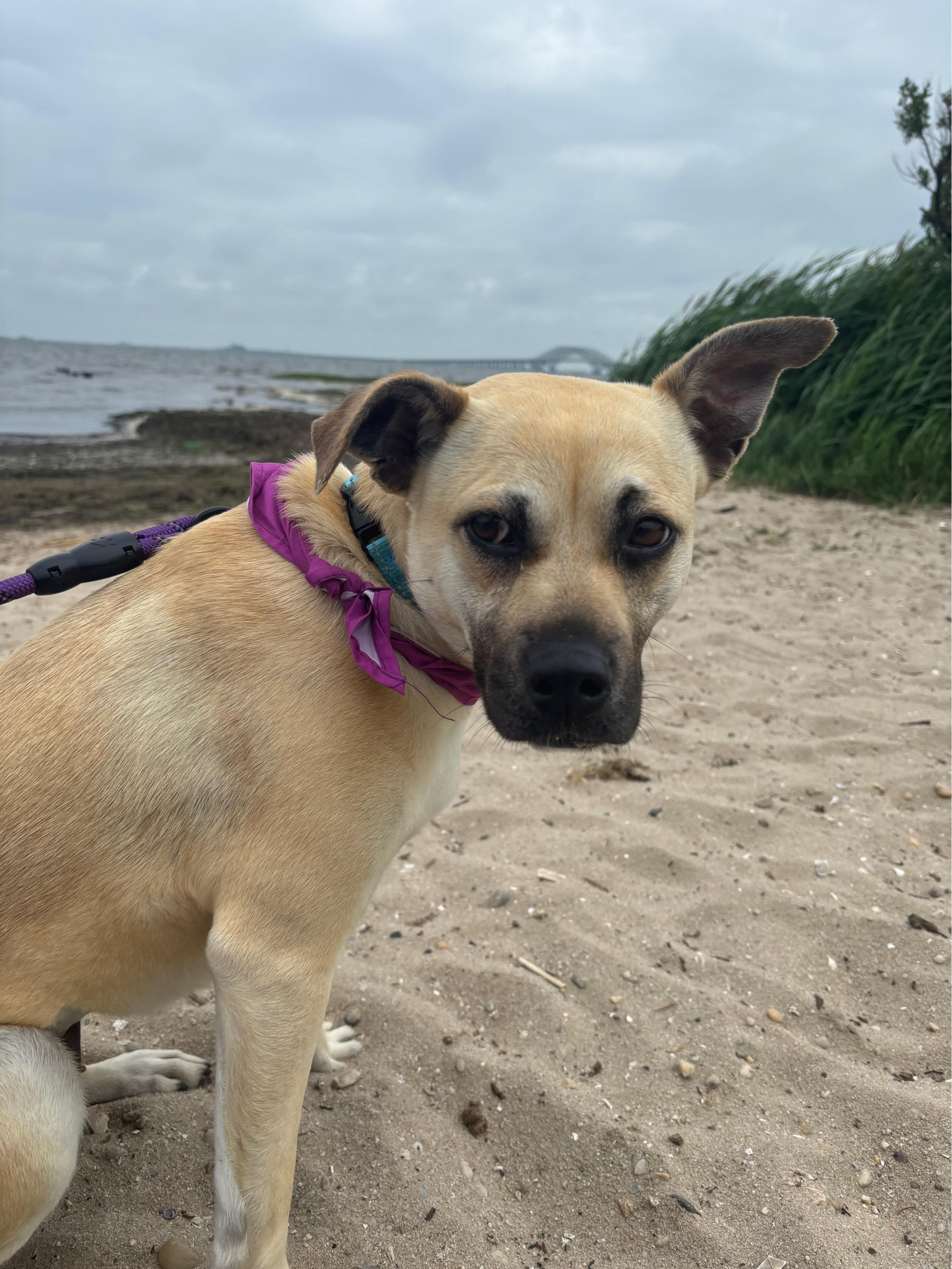 Tiramisu, a ADOPTABLE mixed breed in Merrick, NY image 1/6