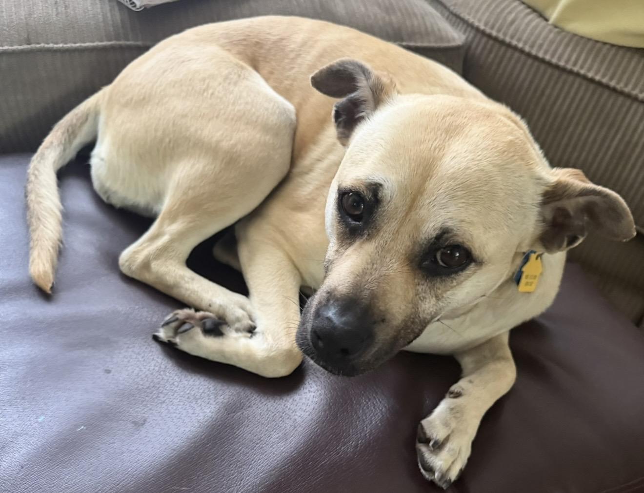 Tiramisu, a ADOPTABLE mixed breed in Merrick, NY image 6/6