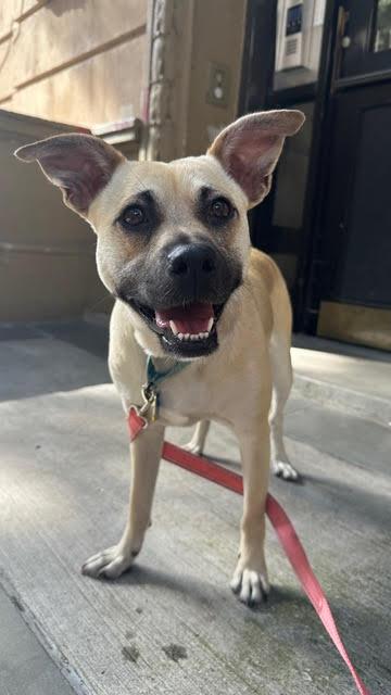 Tiramisu, a ADOPTABLE mixed breed in Merrick, NY image 3/6