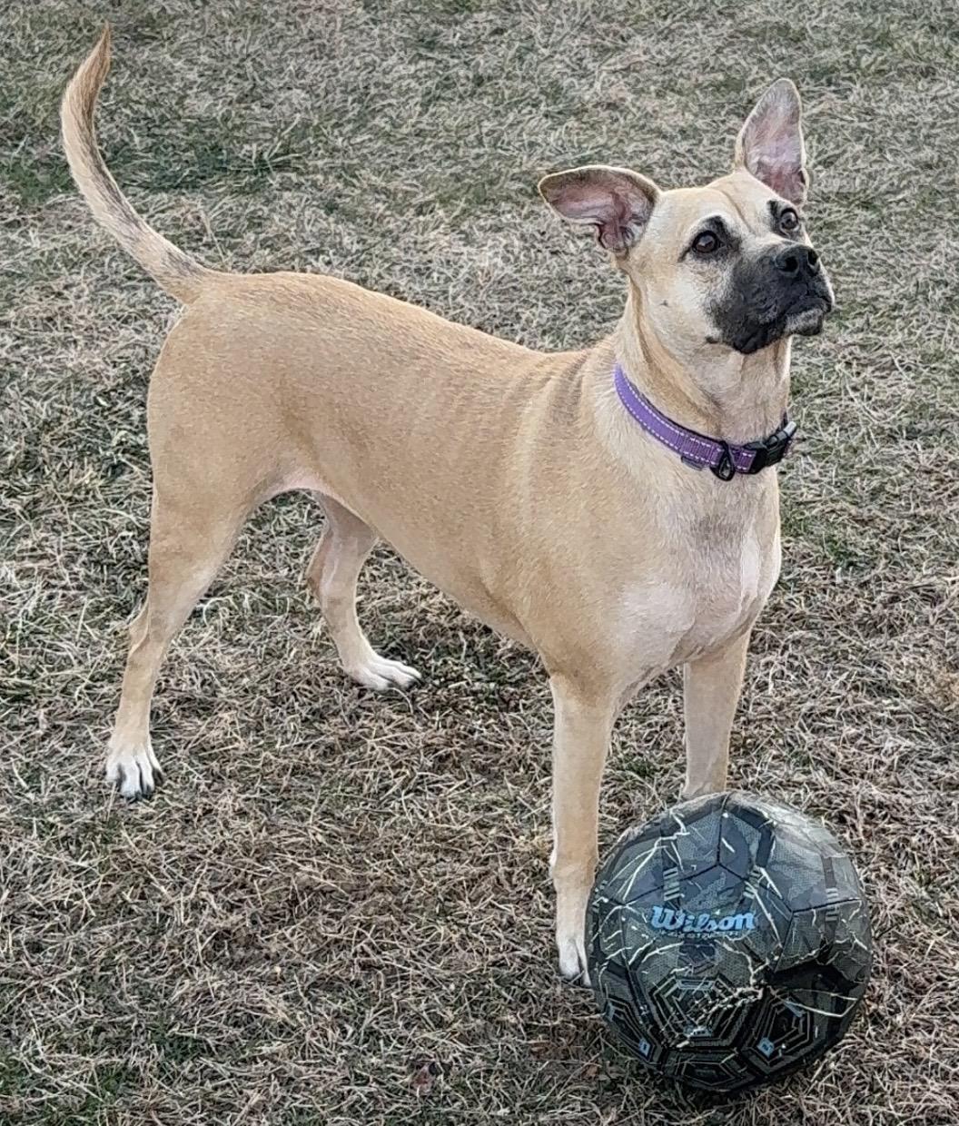 Tiramisu, a ADOPTABLE mixed breed in Merrick, NY image 5/6