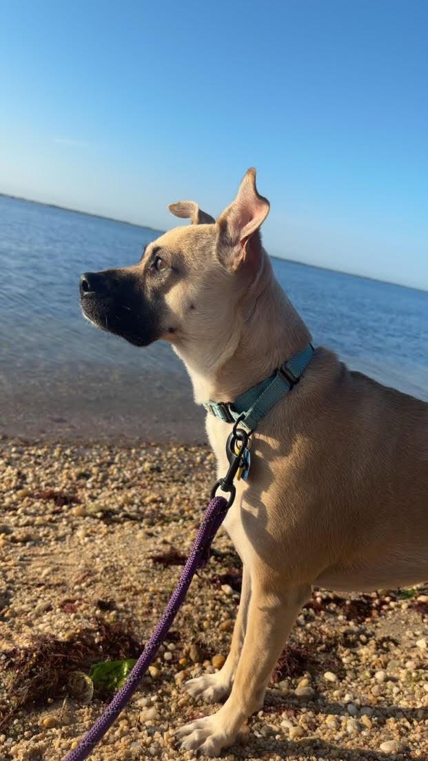 Tiramisu, a ADOPTABLE mixed breed in Merrick, NY image 2/6